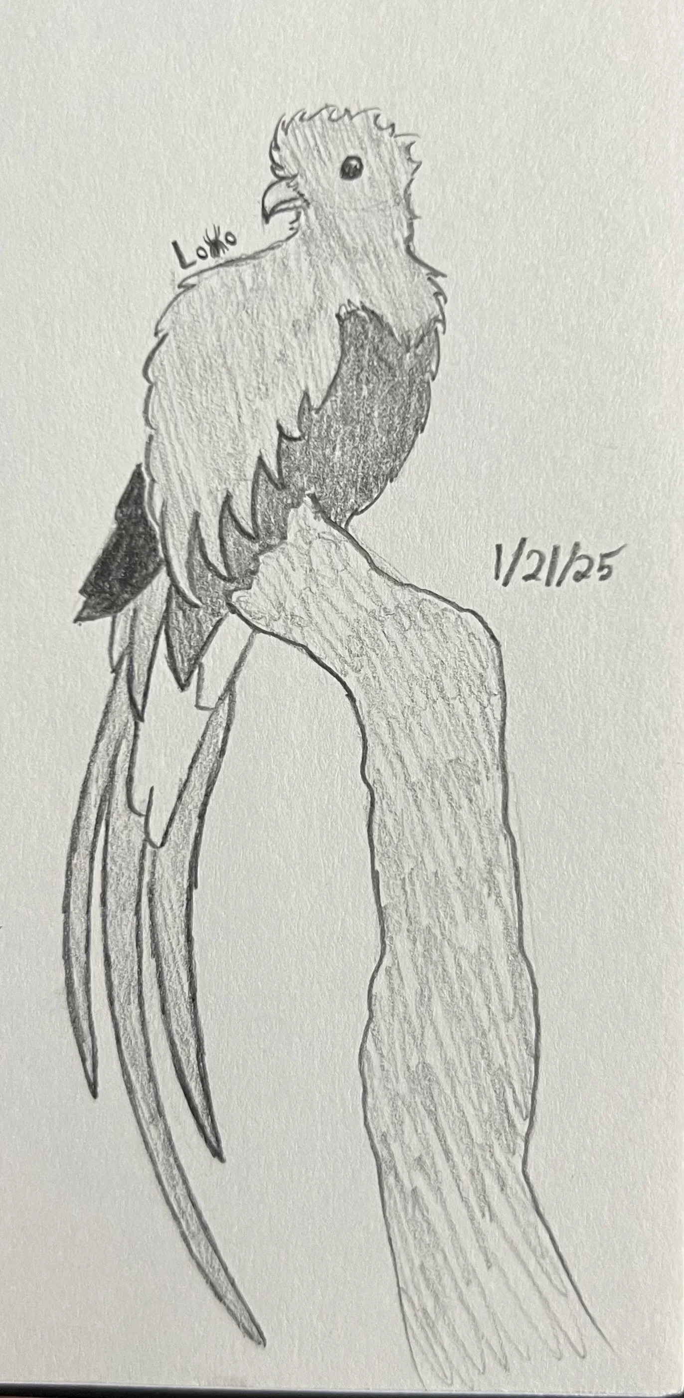 Resplendent quetzal