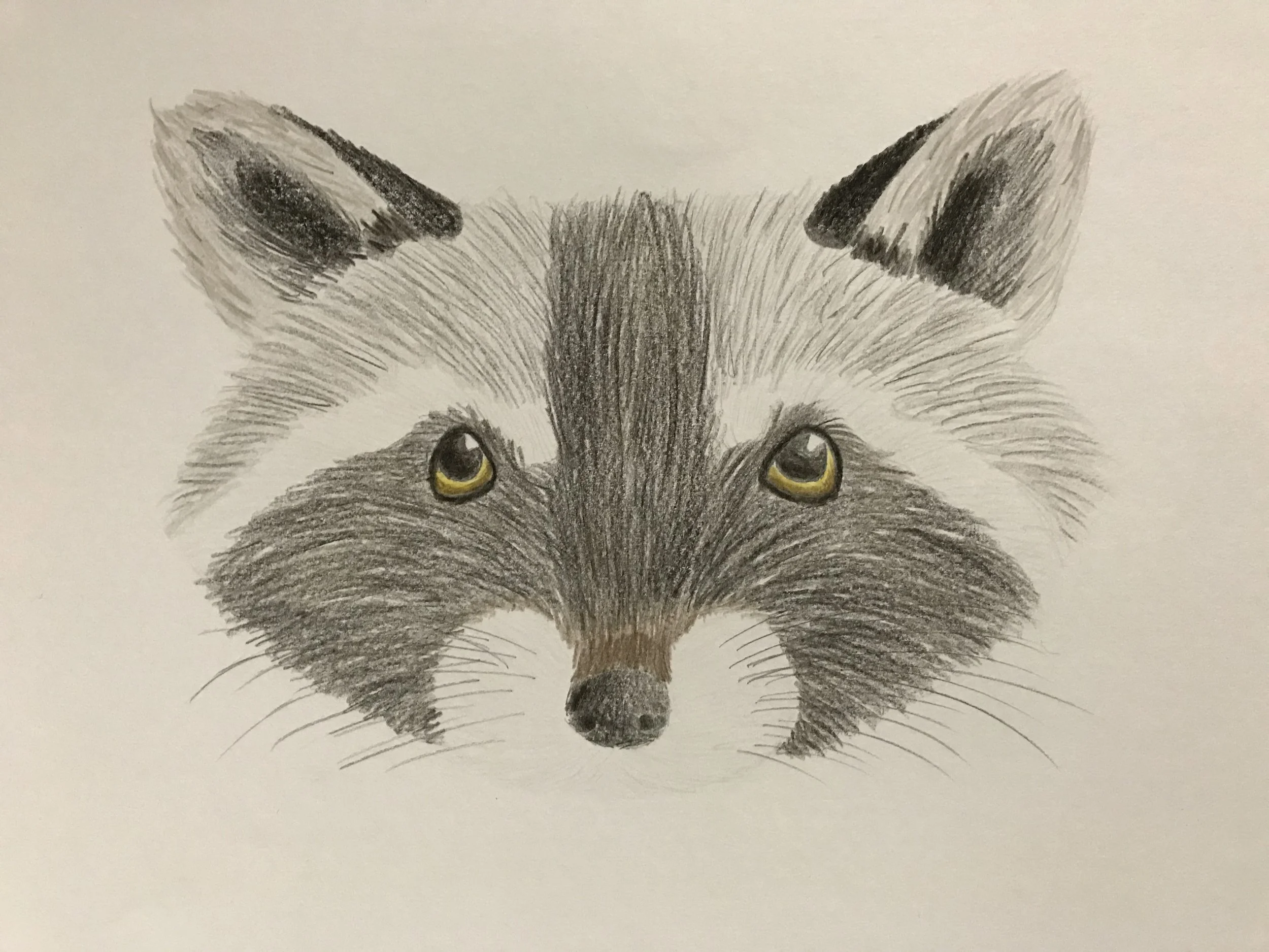 Colored pencil raccoon
