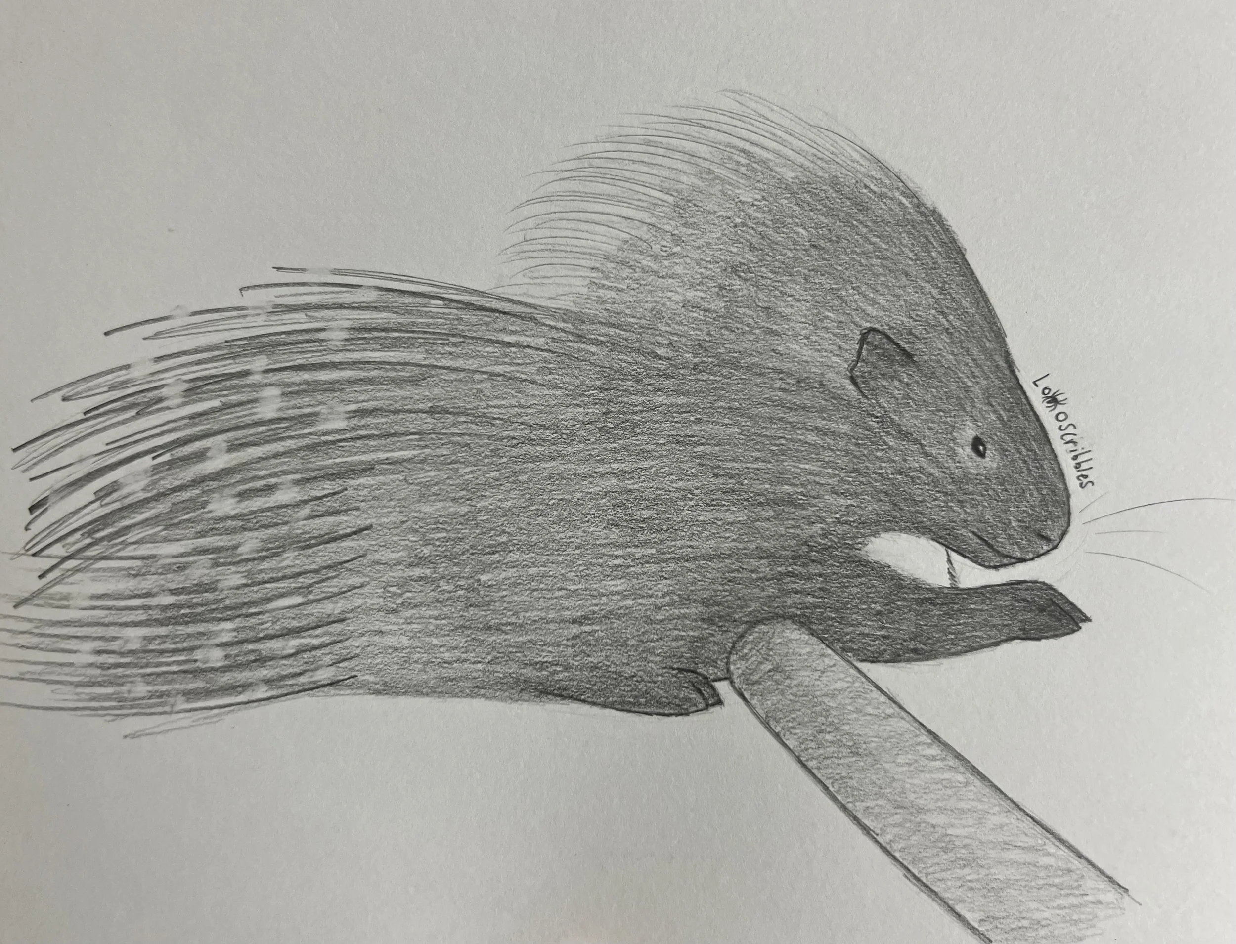 African crested porcupine laying on a branch