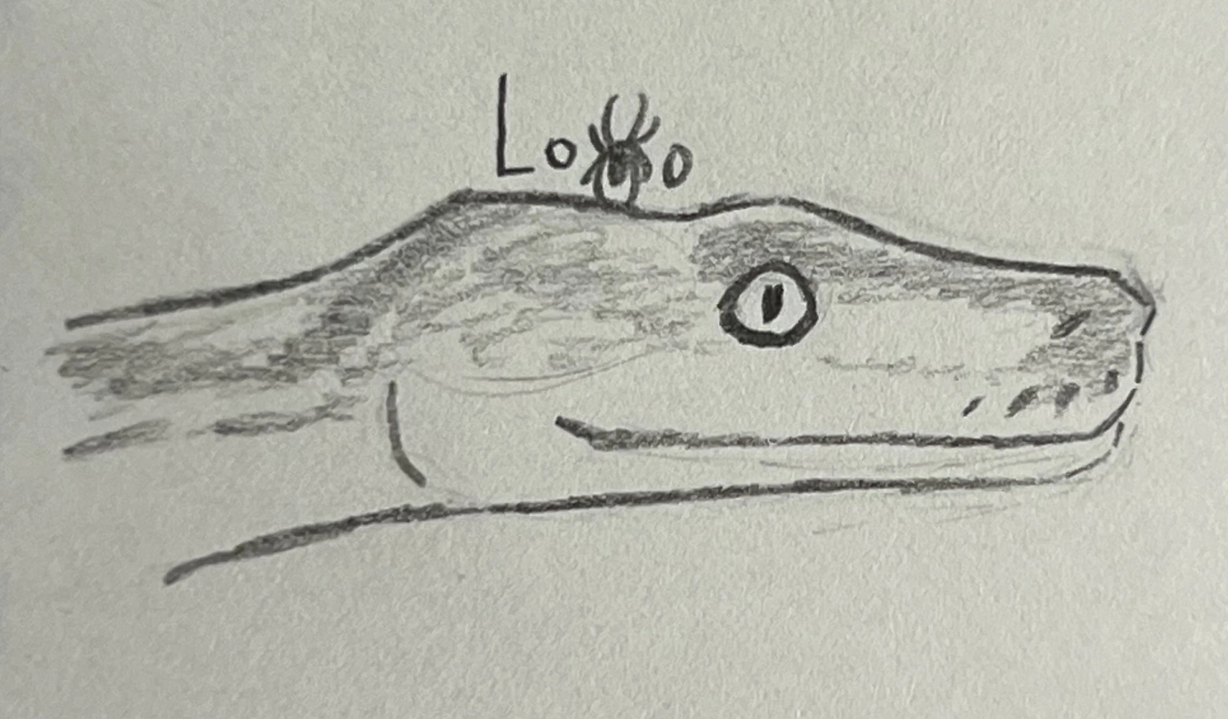 Reticulated python
