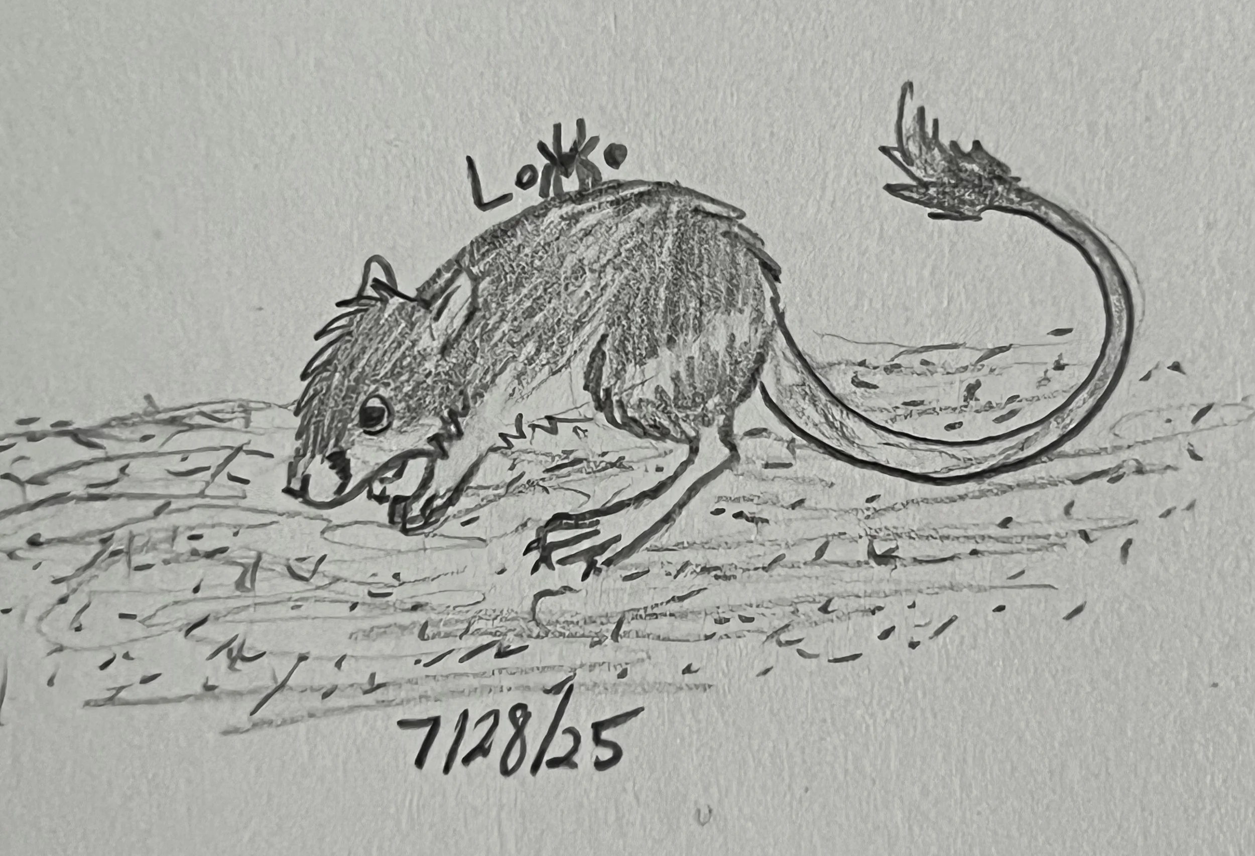 Kangaroo rat