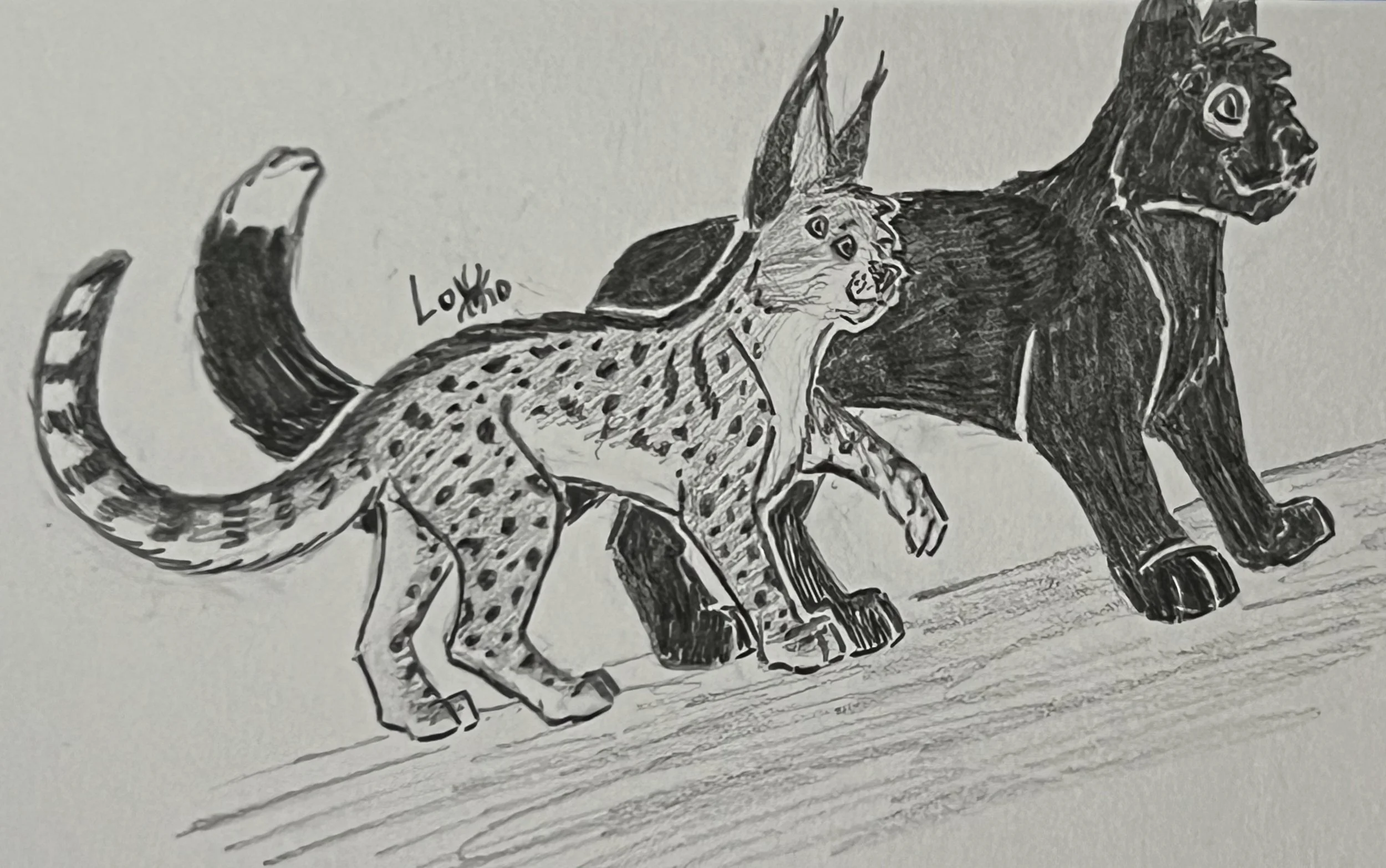 A pair of my four-eyed alien cats