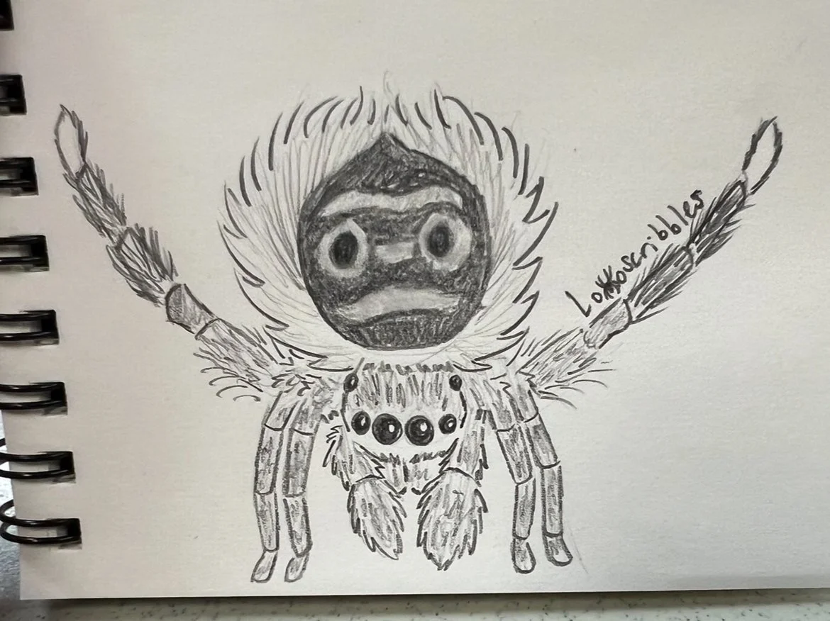 Peacock jumping spider