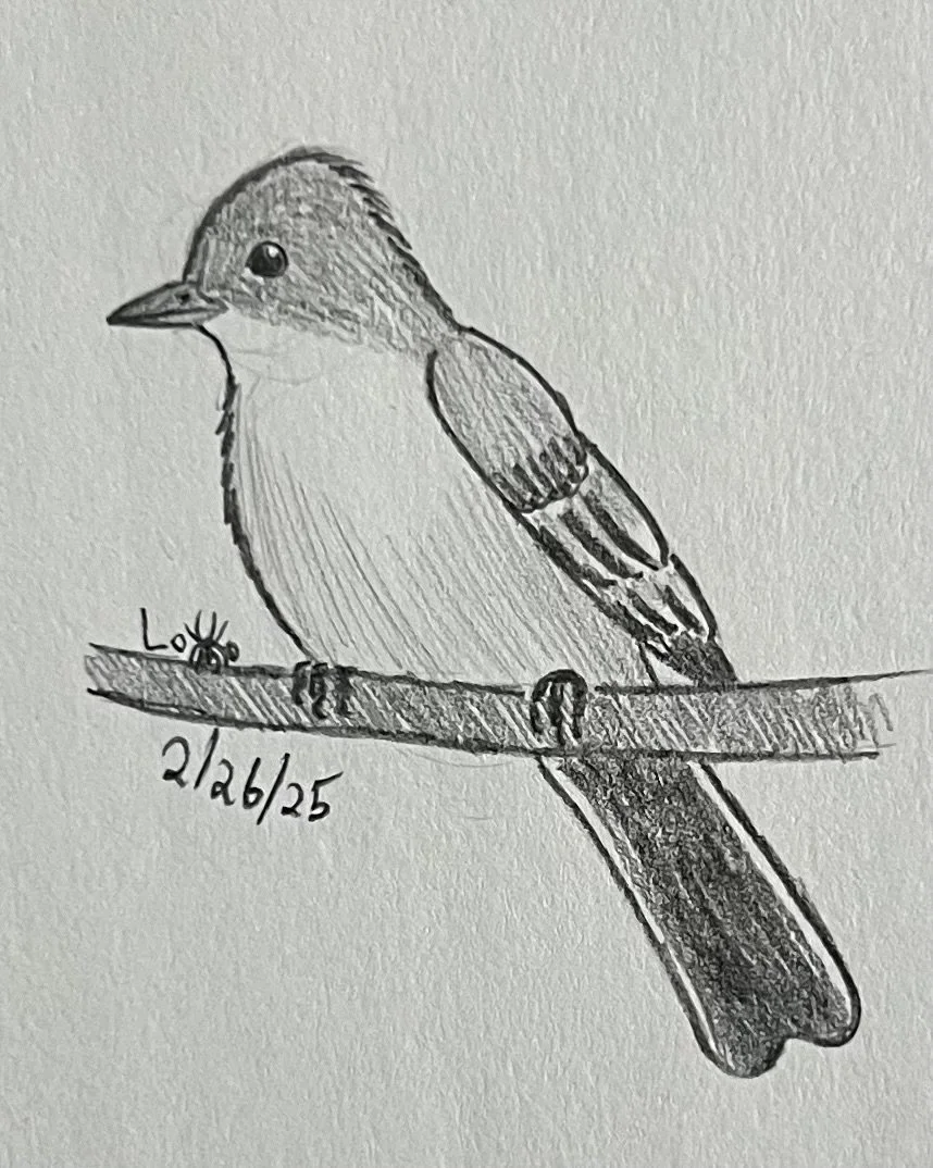 Flycatcher