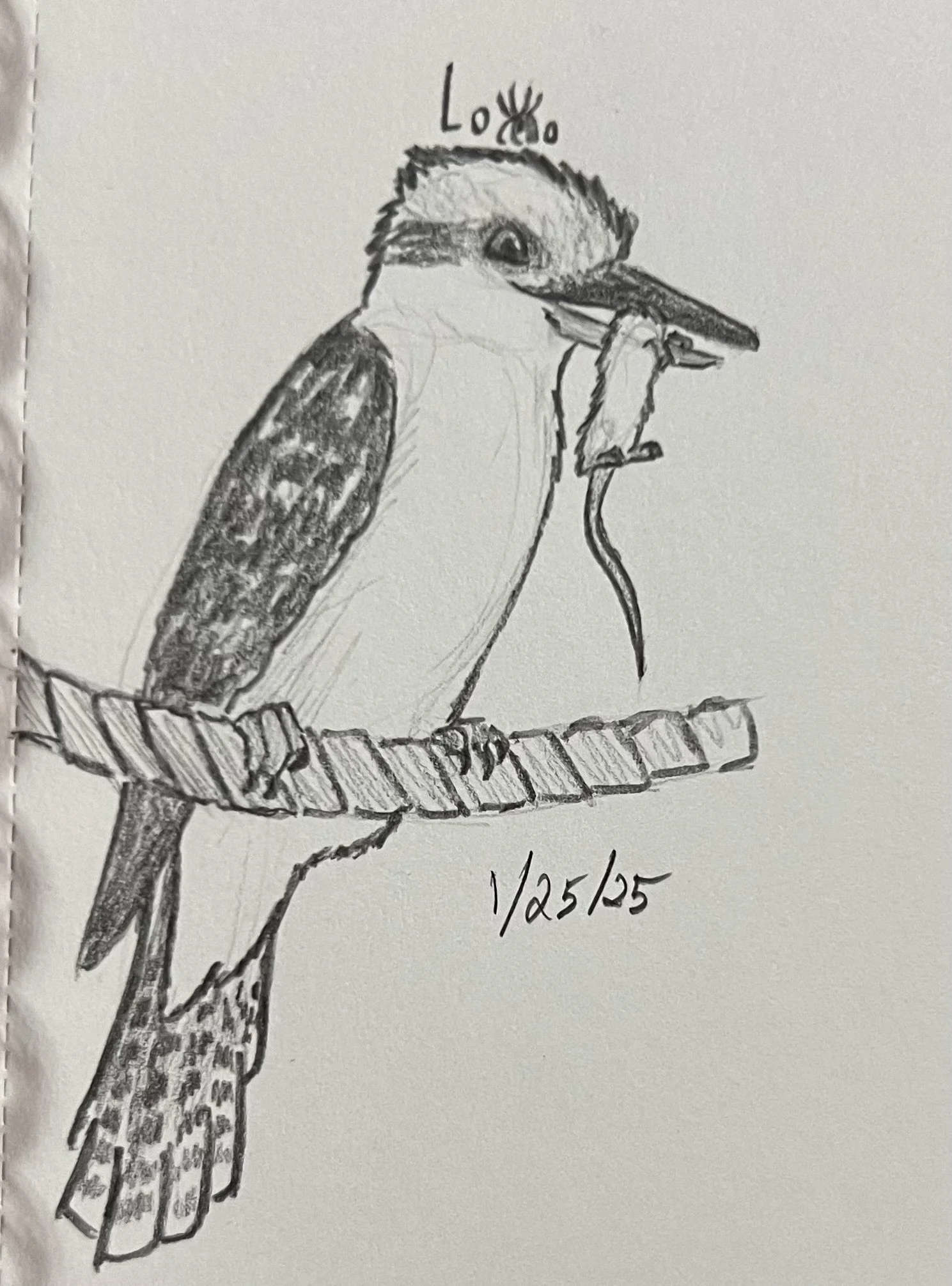 Laughing kookaburra with mouse