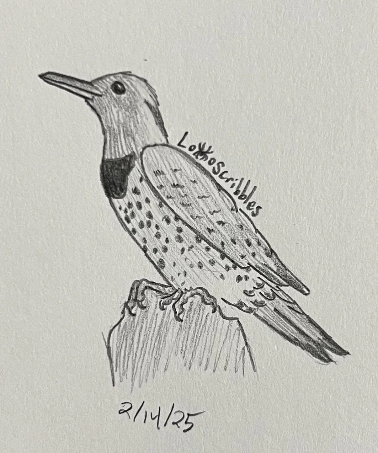 Northern flicker
