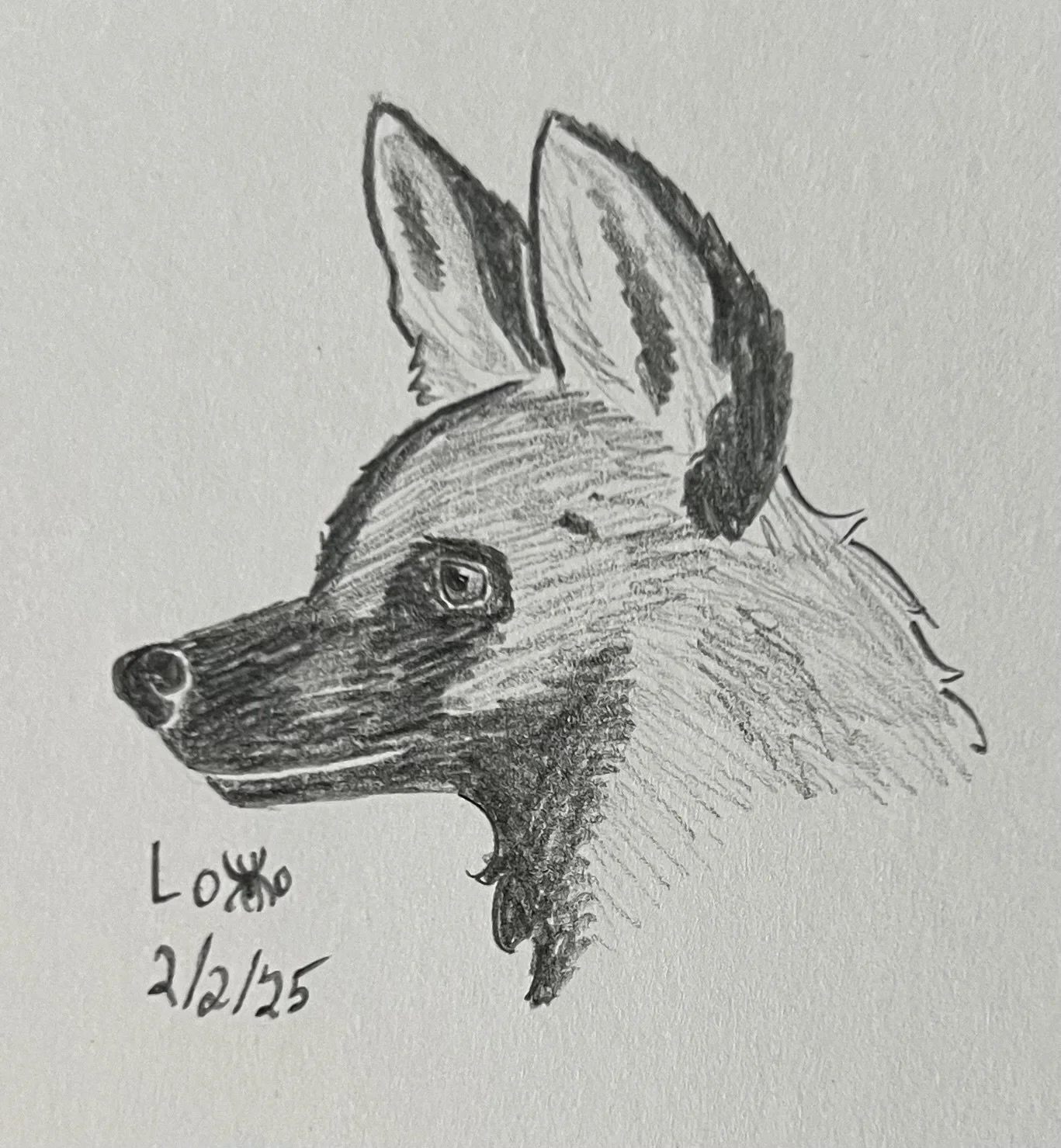 African wild dog