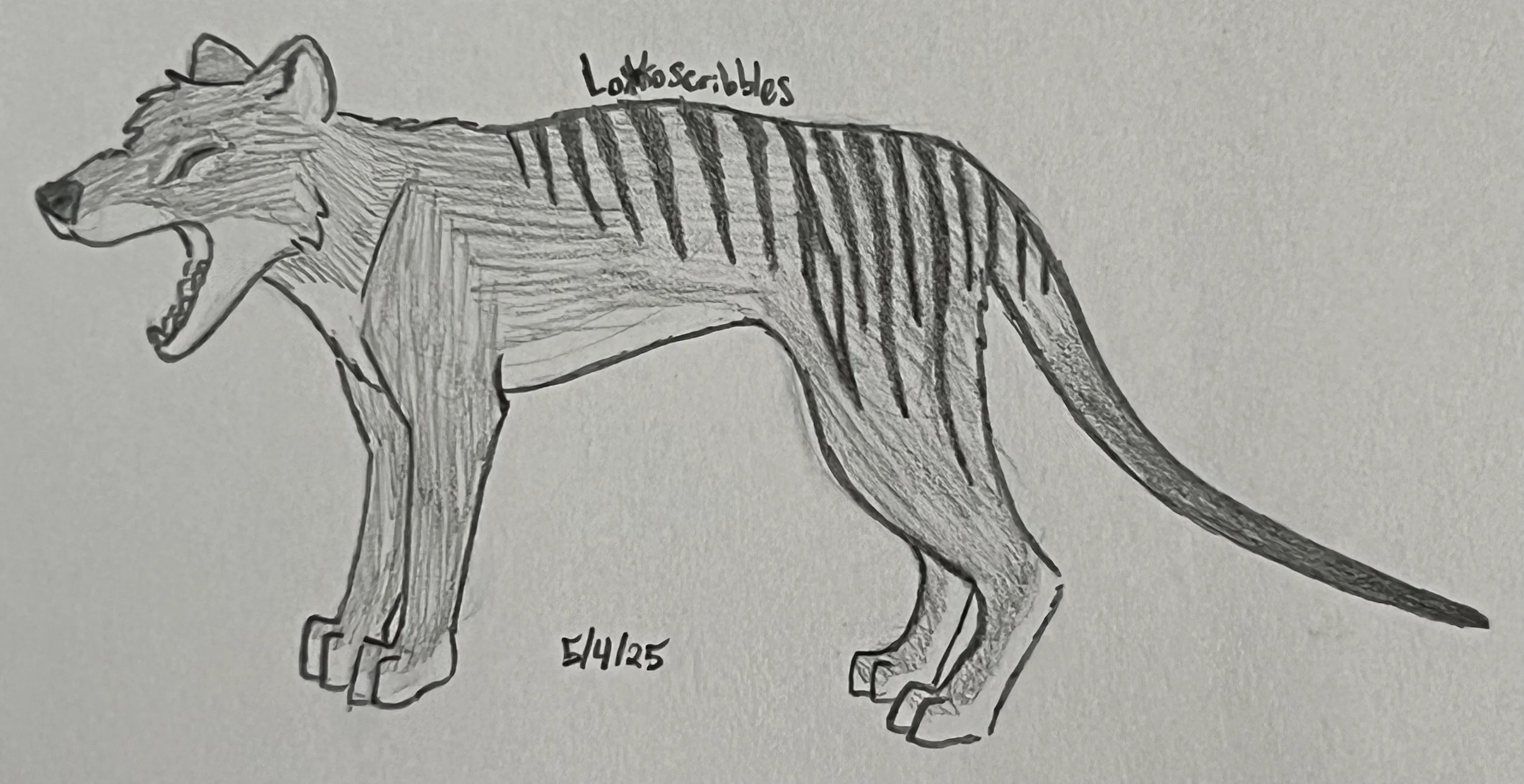 Thylacine (tasmanian tiger)