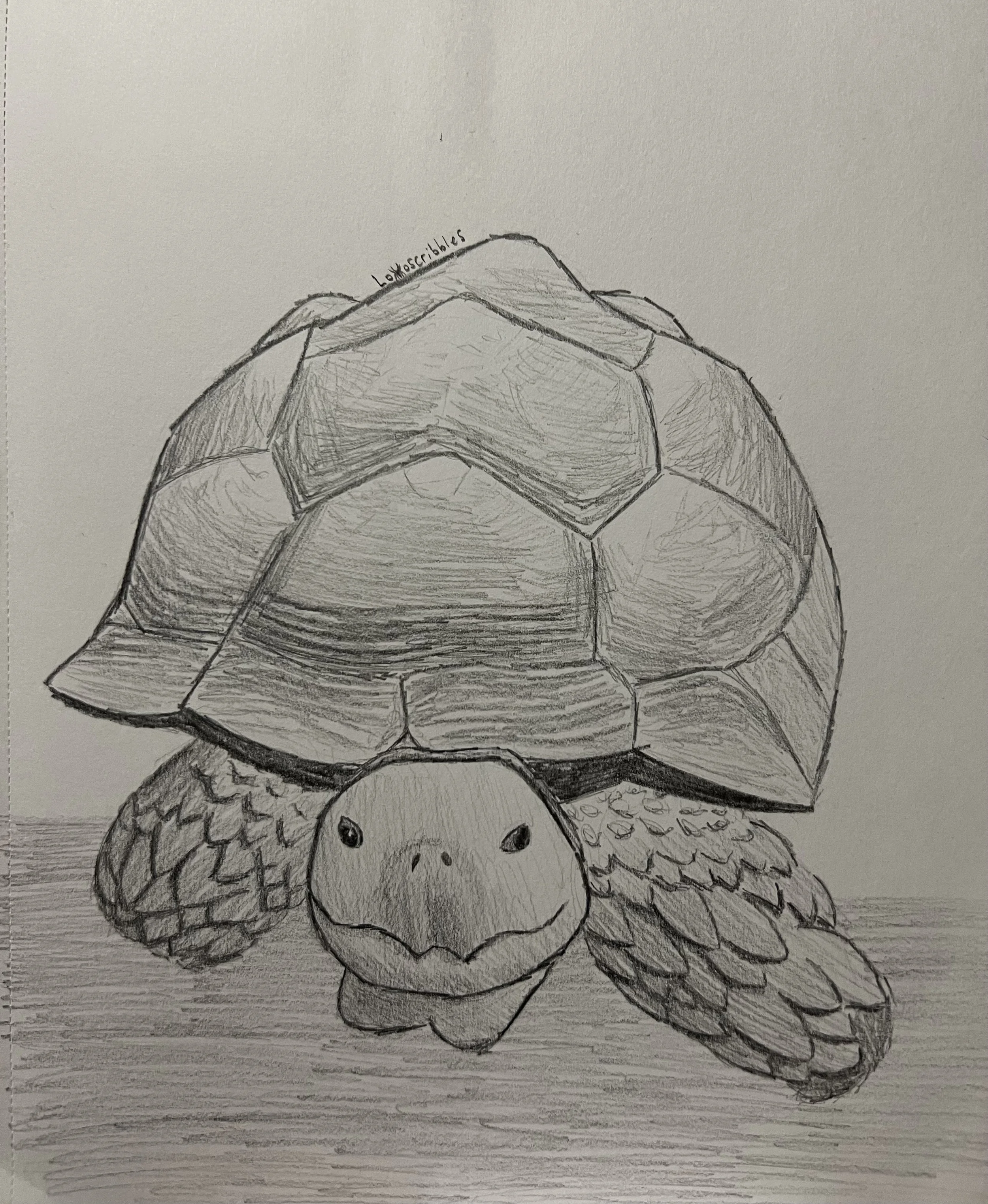 Sulcata tortoise