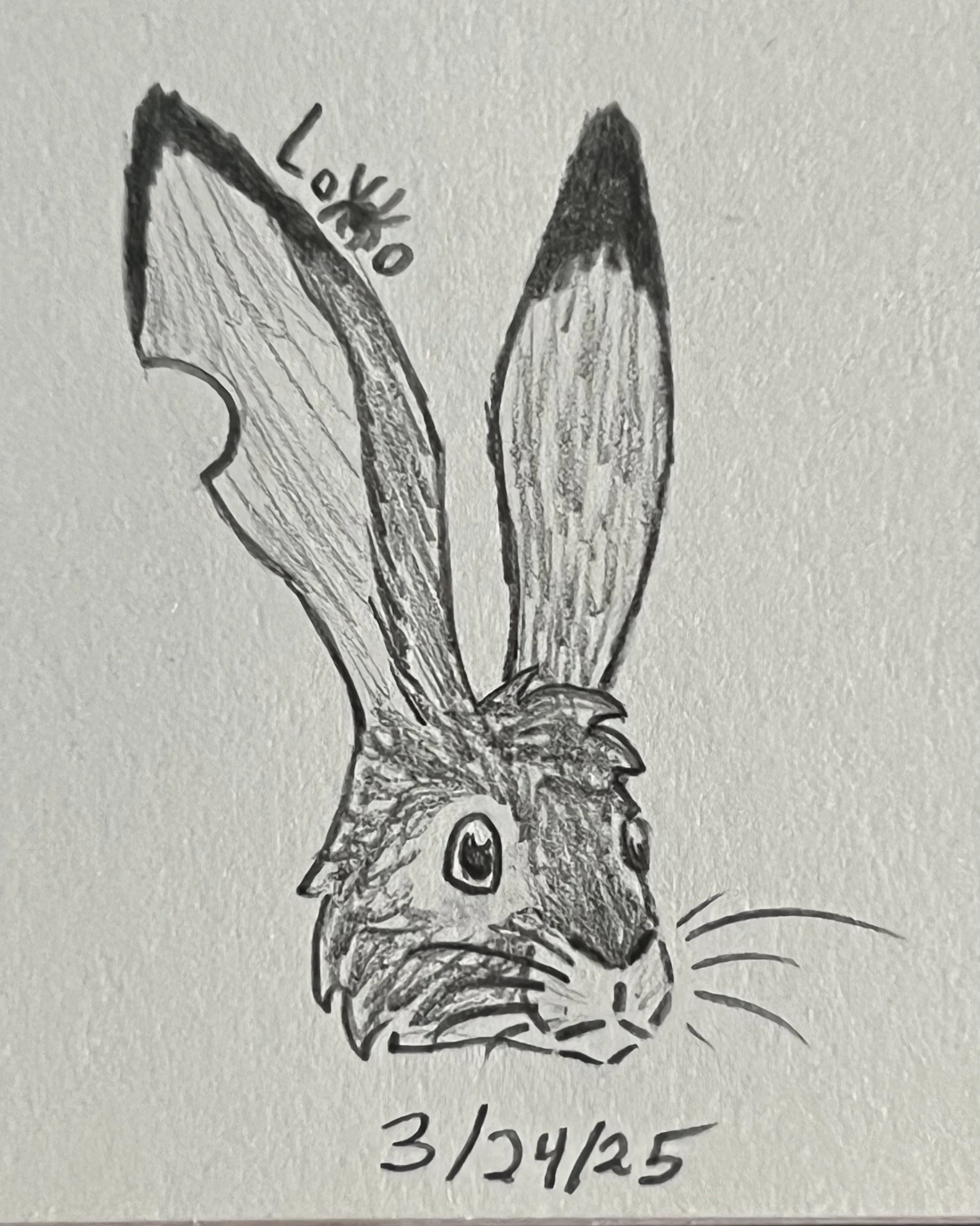 A desert hare character from my fiction story Secrets of the Desert