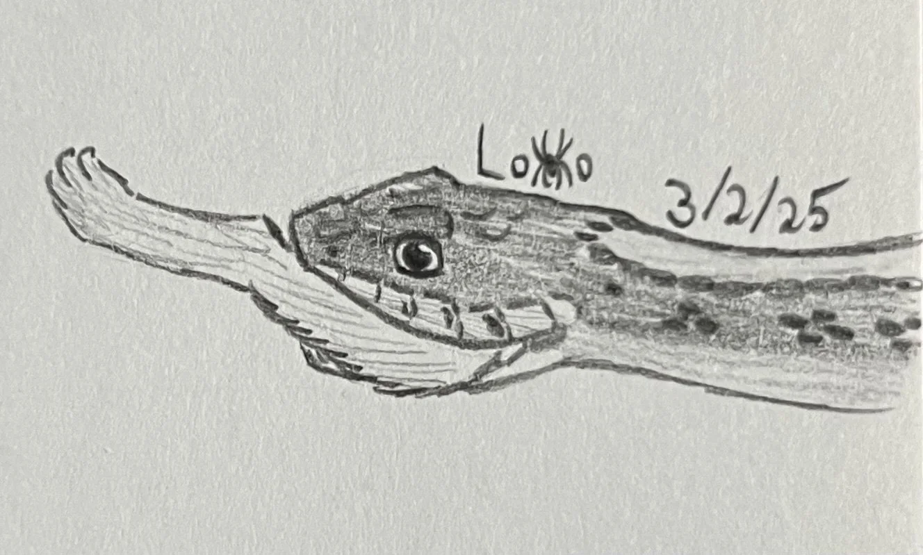 Garter snake eating a rat leg