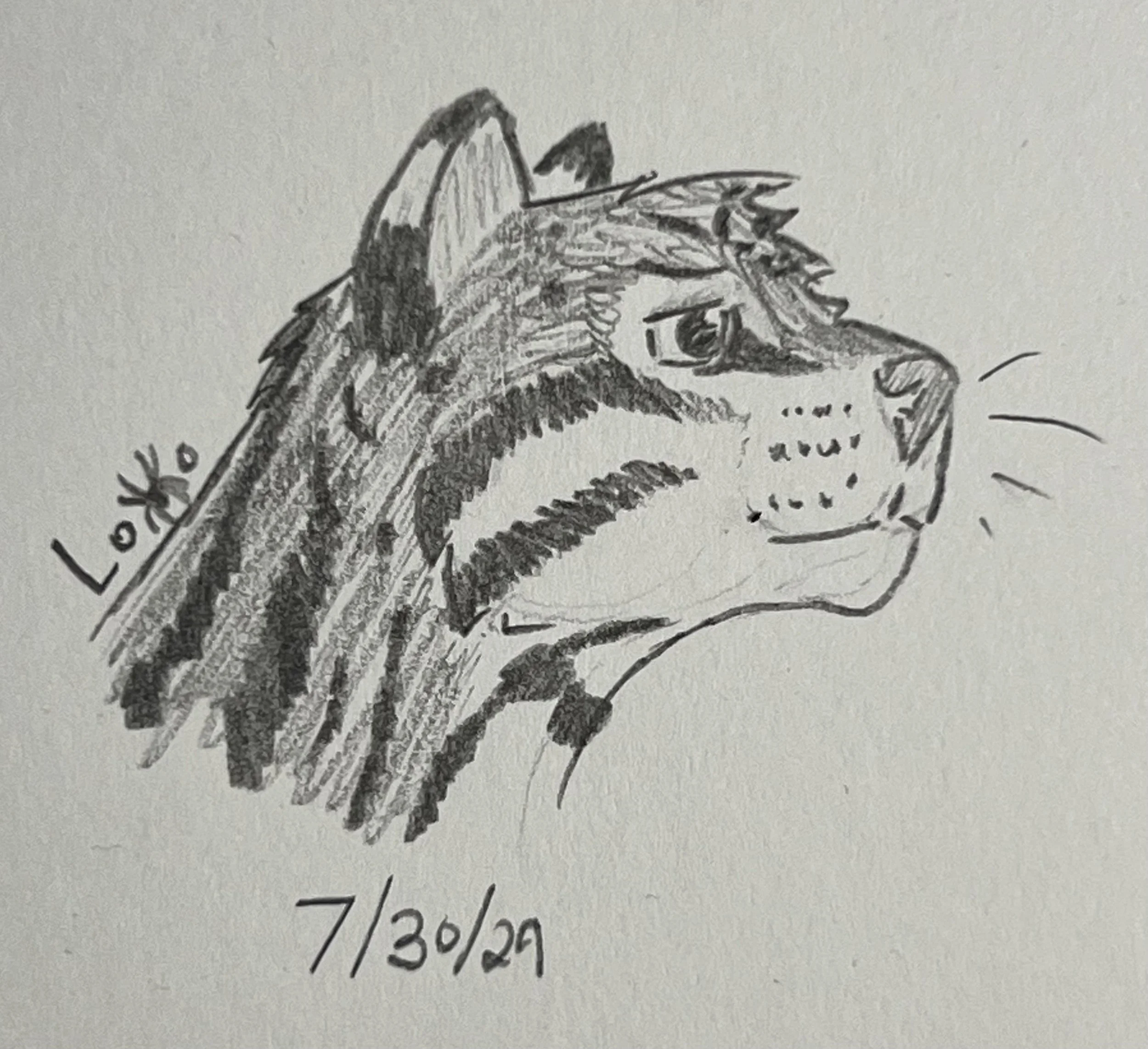 Ocelot