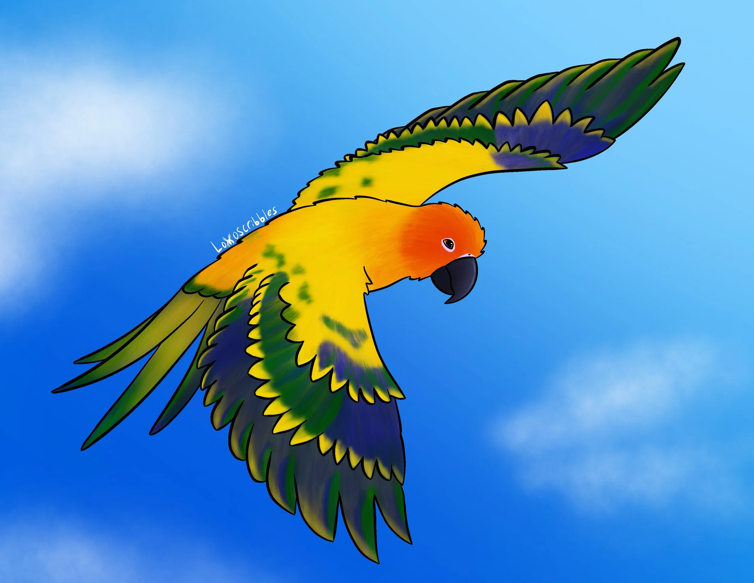 Sun conure in flight