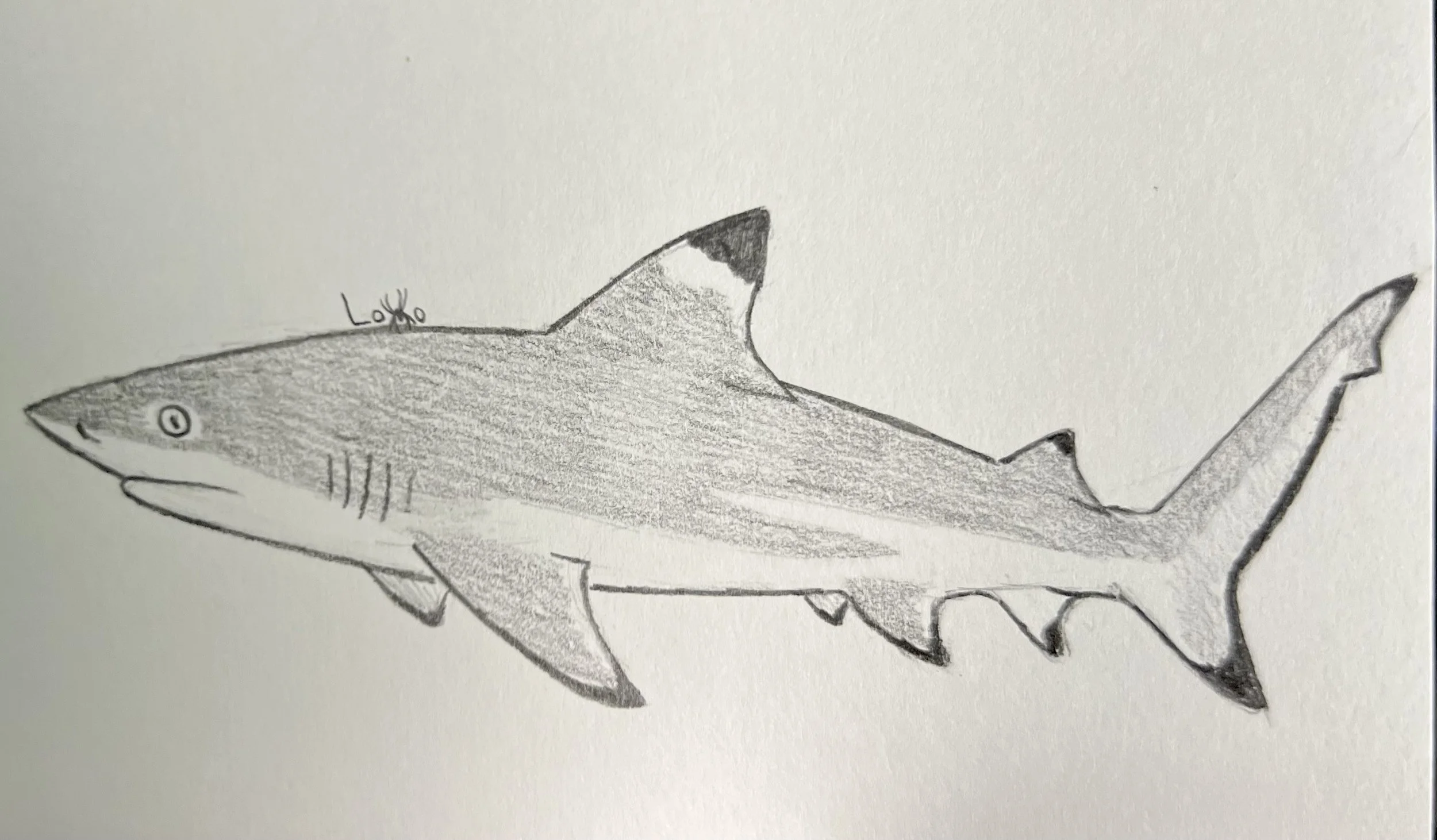 Black-tip reef shark