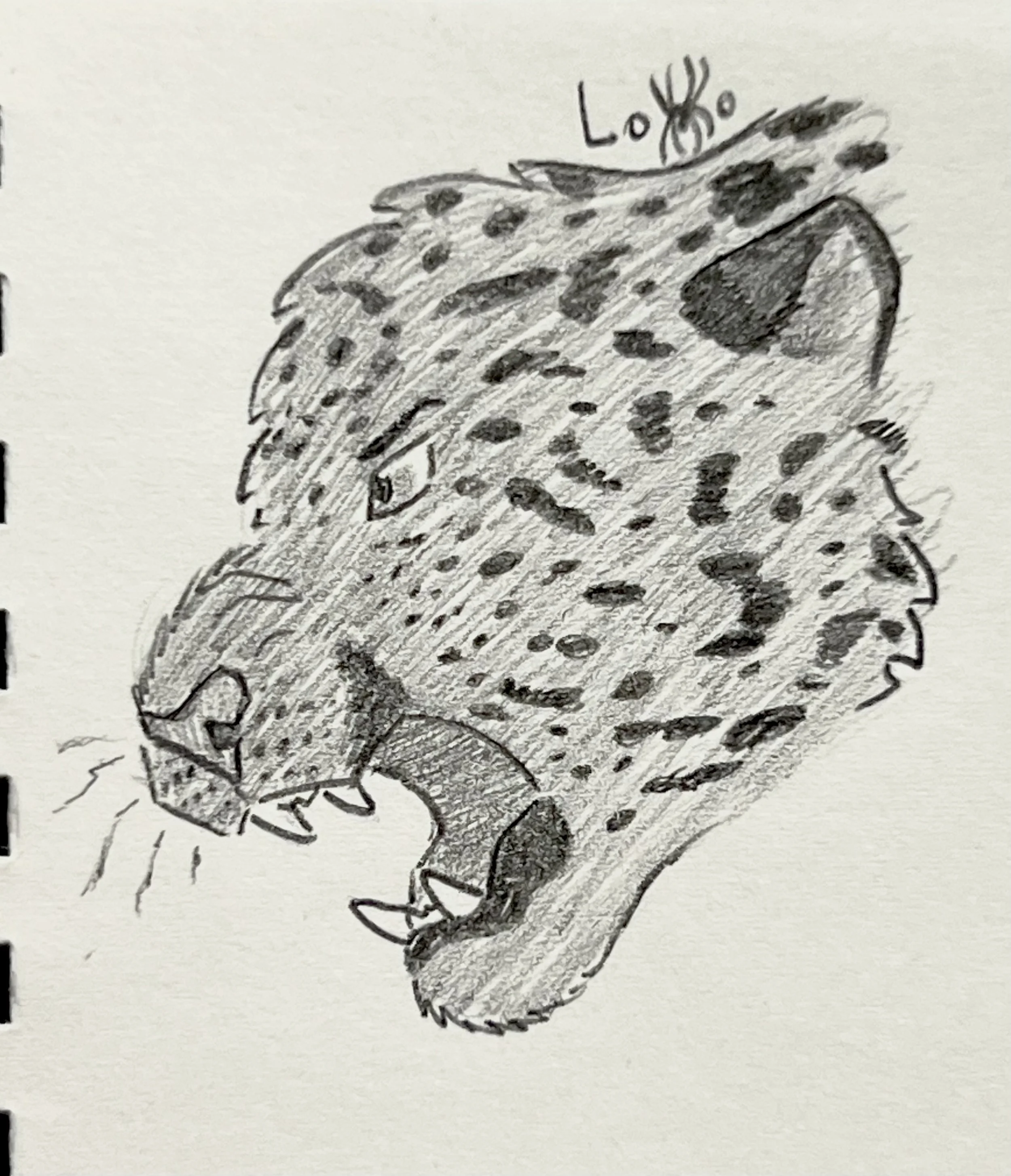 Snarling melanistic jaguar