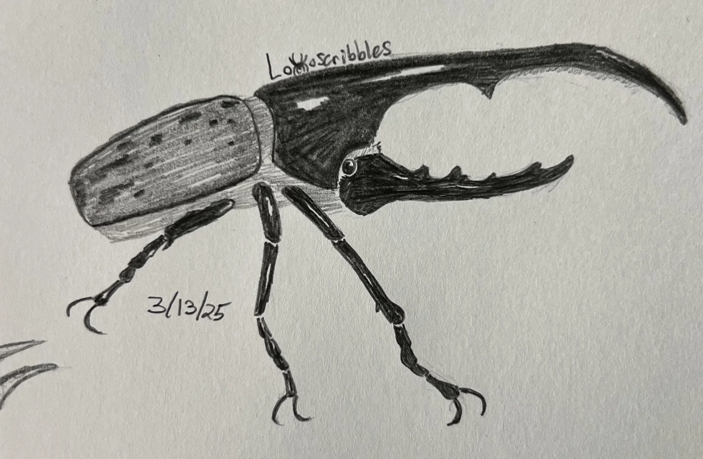 Hercules beetle