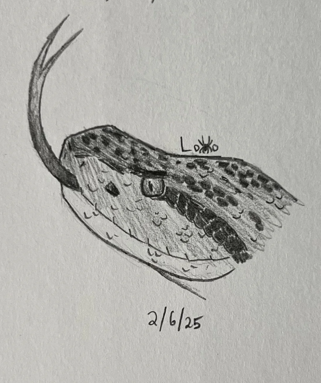 Bushmaster snake