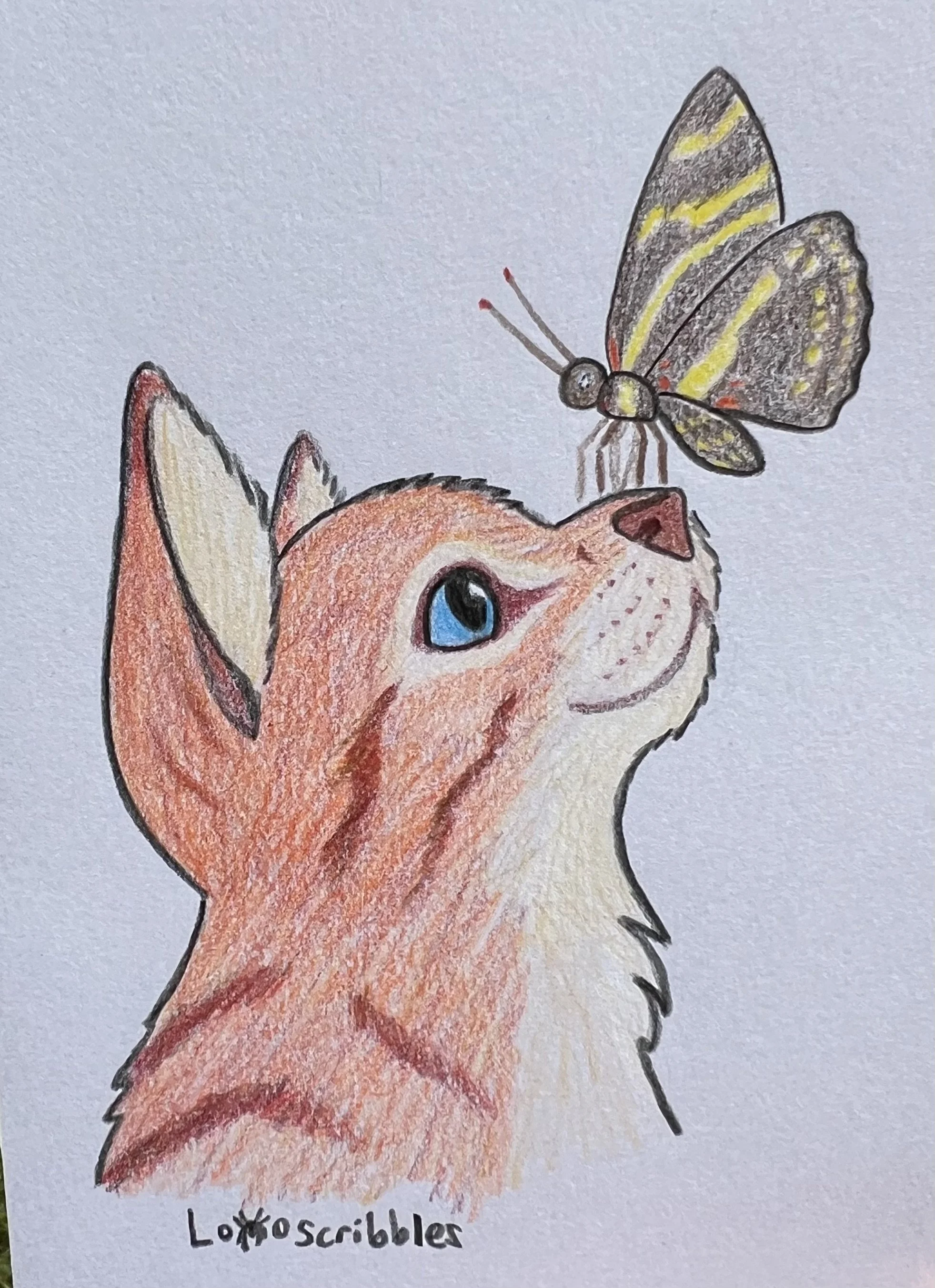 Colored pencil drawing of a ginger tabby kitten and a butterfly