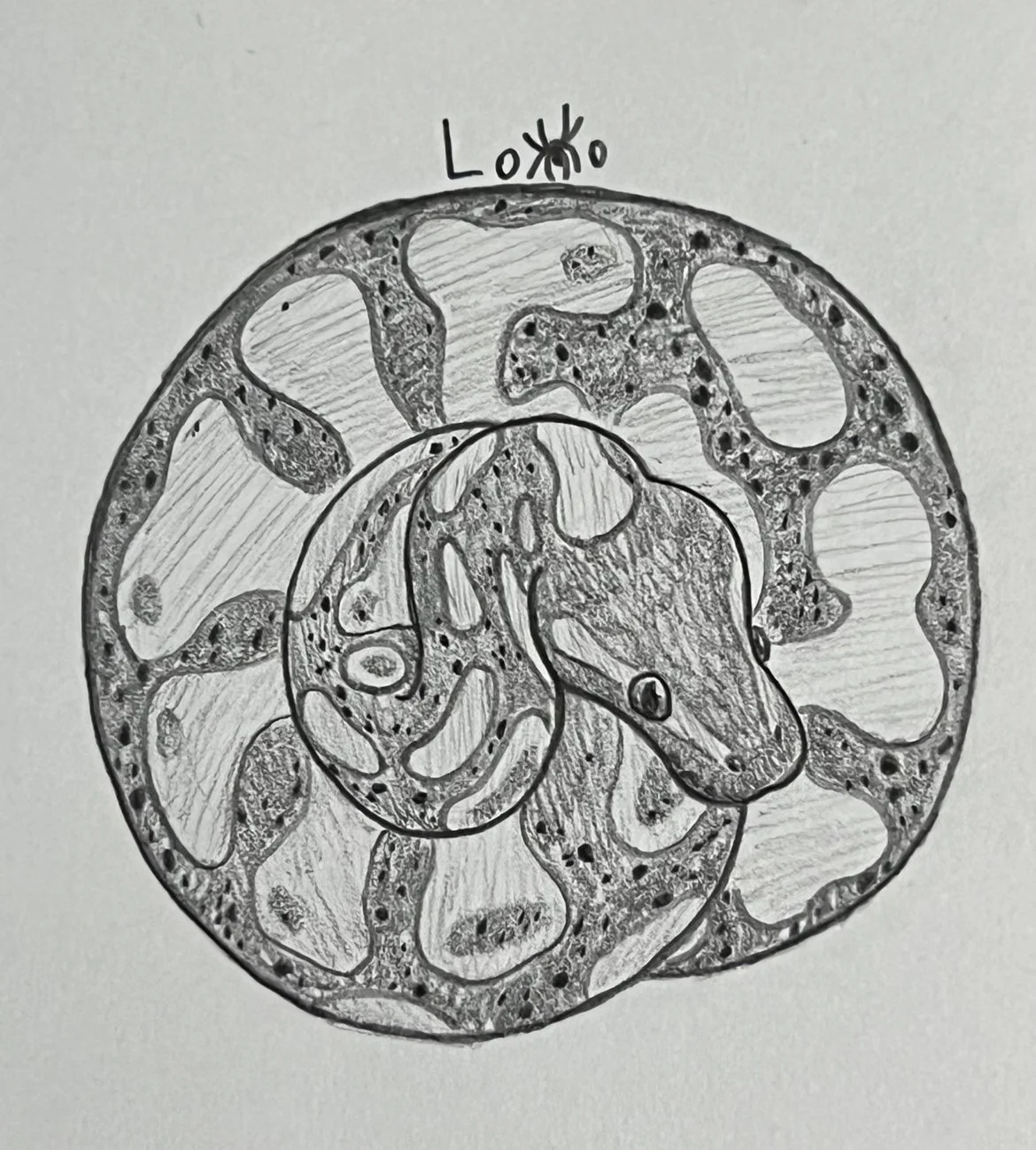 Ball python