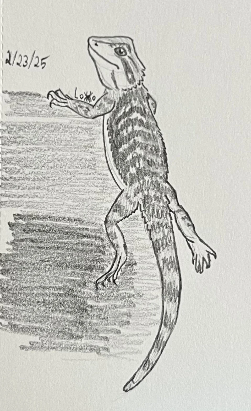 Bearded dragon