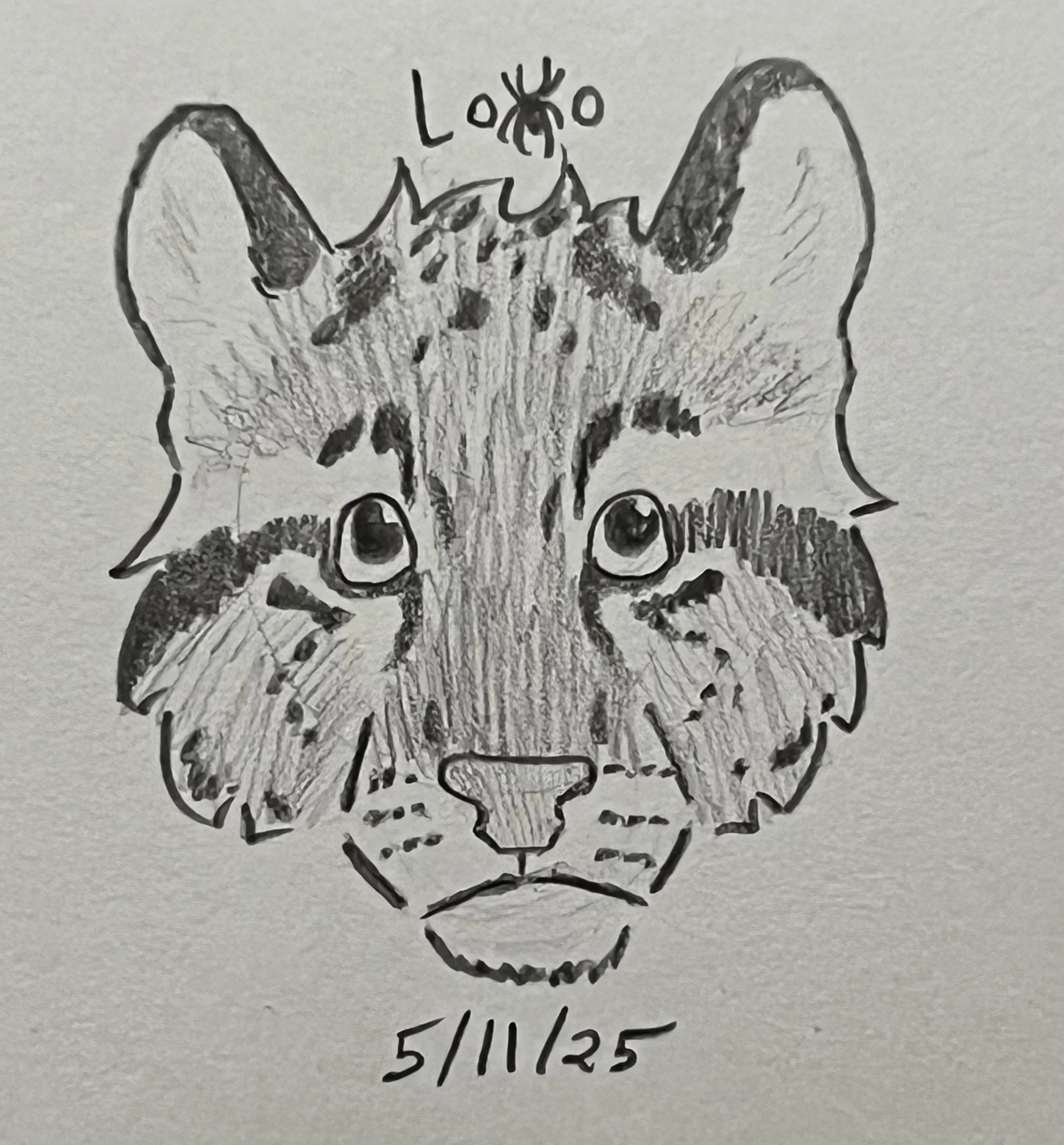 Clouded leopard