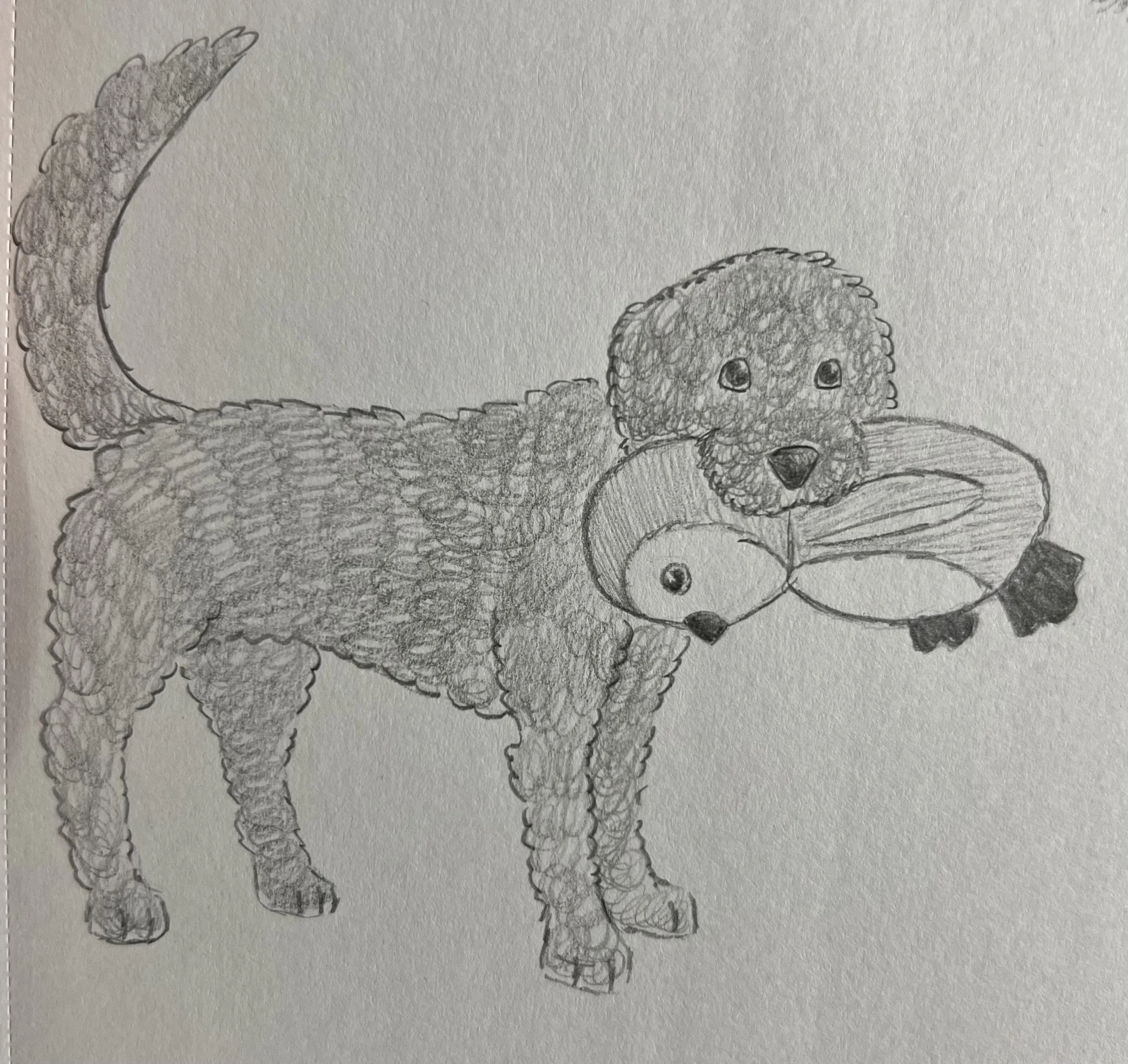 Golden doodle with a penguin plushie