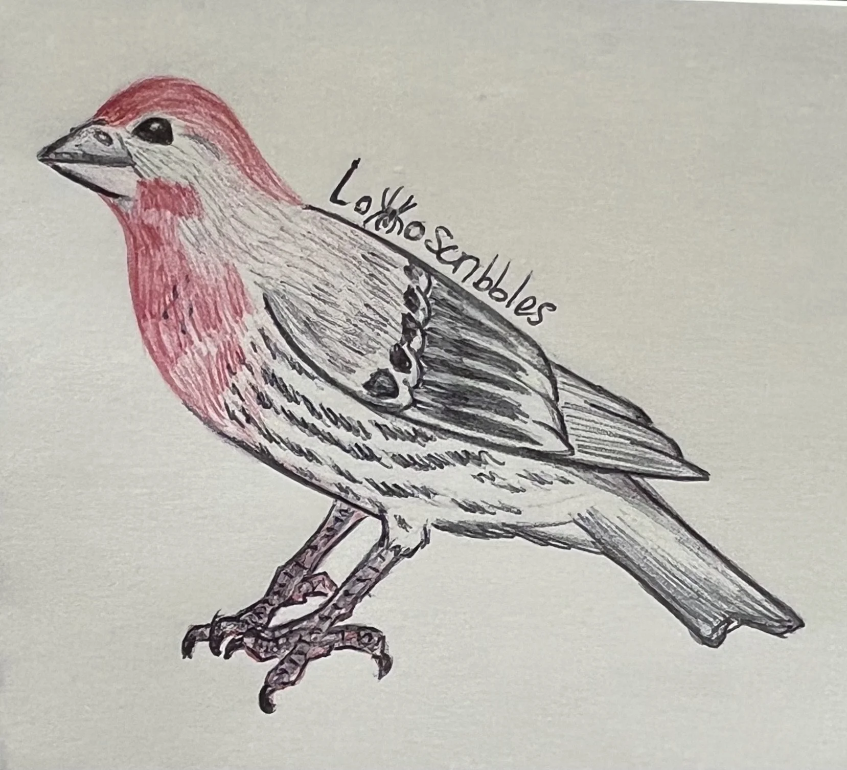 Pen sketch of a house finch