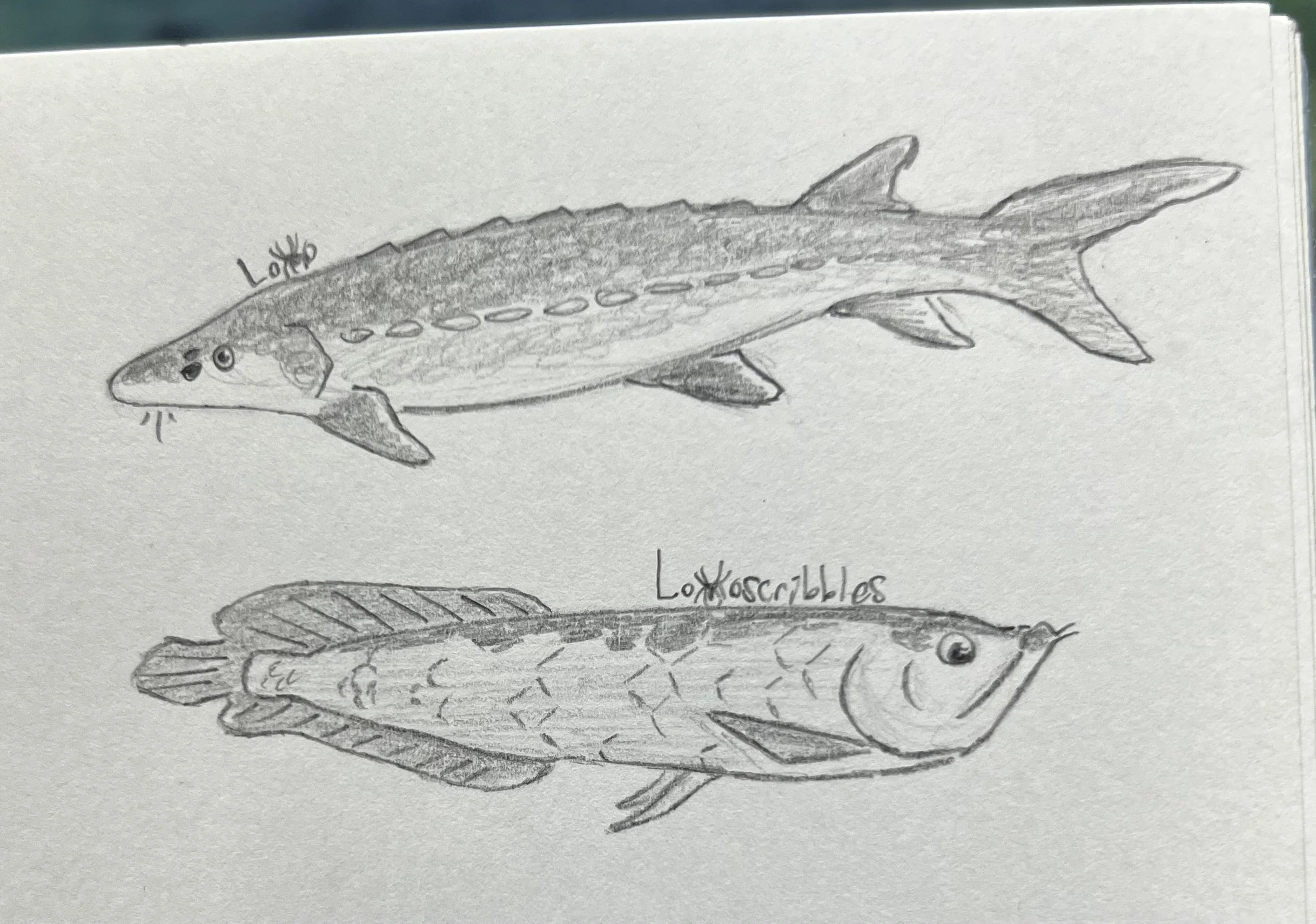 White sturgeon (top) and silver arowana (bottom)