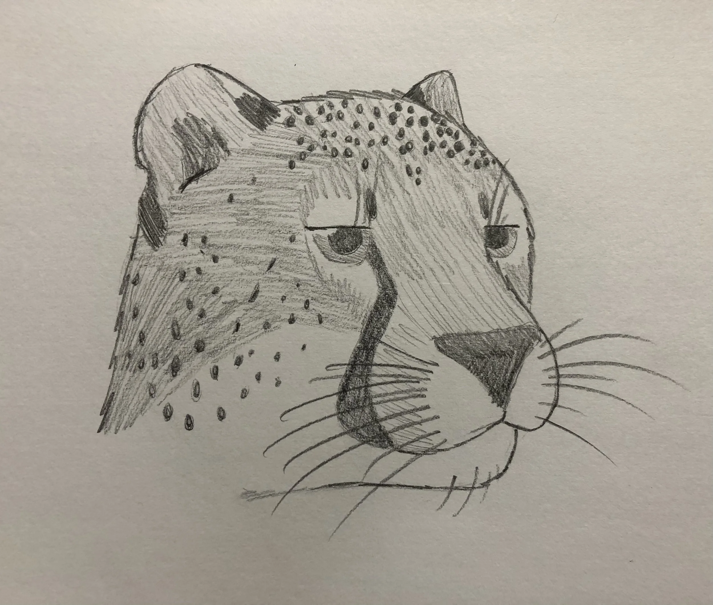 Cheetah