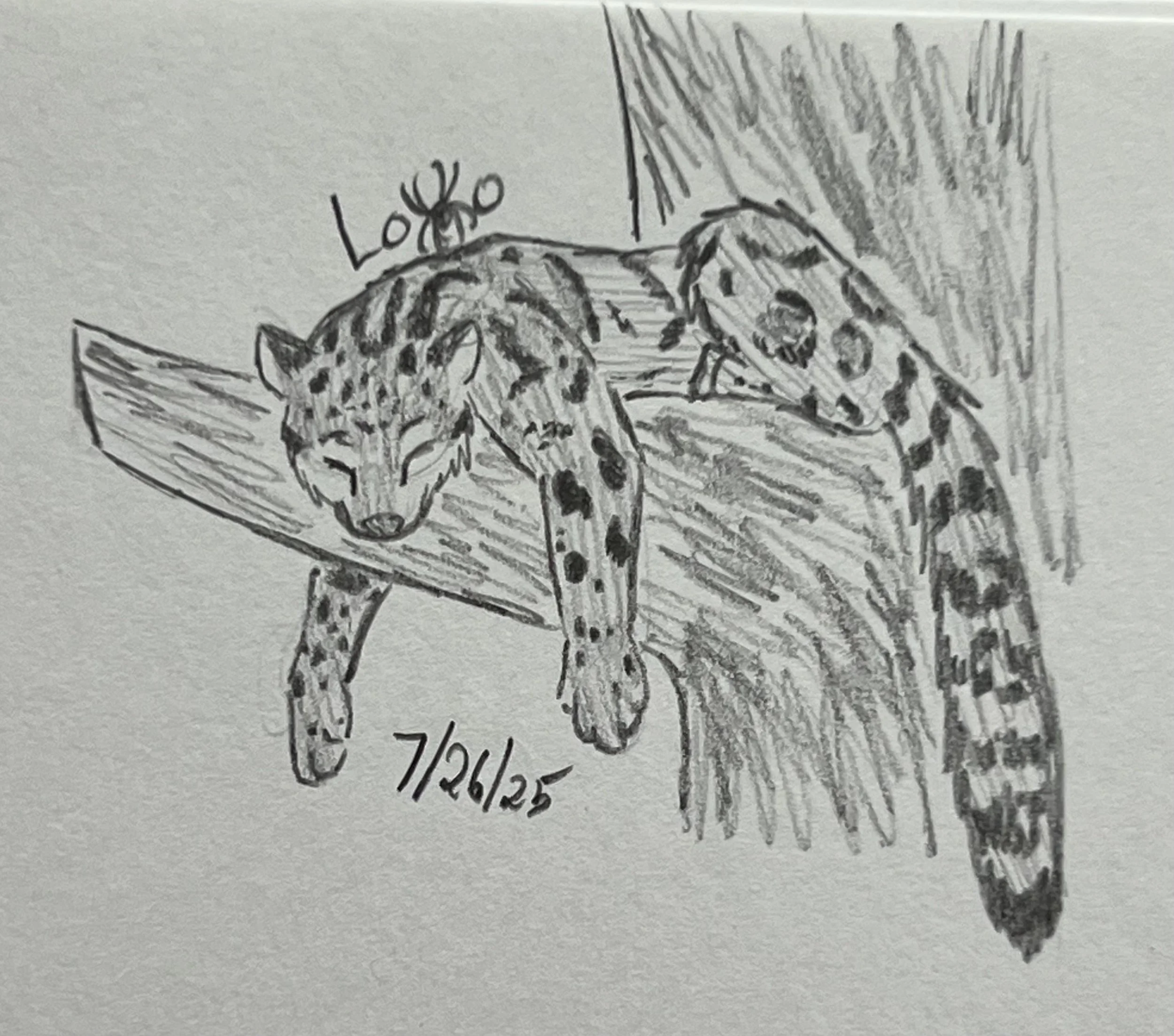 Clouded leopard sleeping in a tree