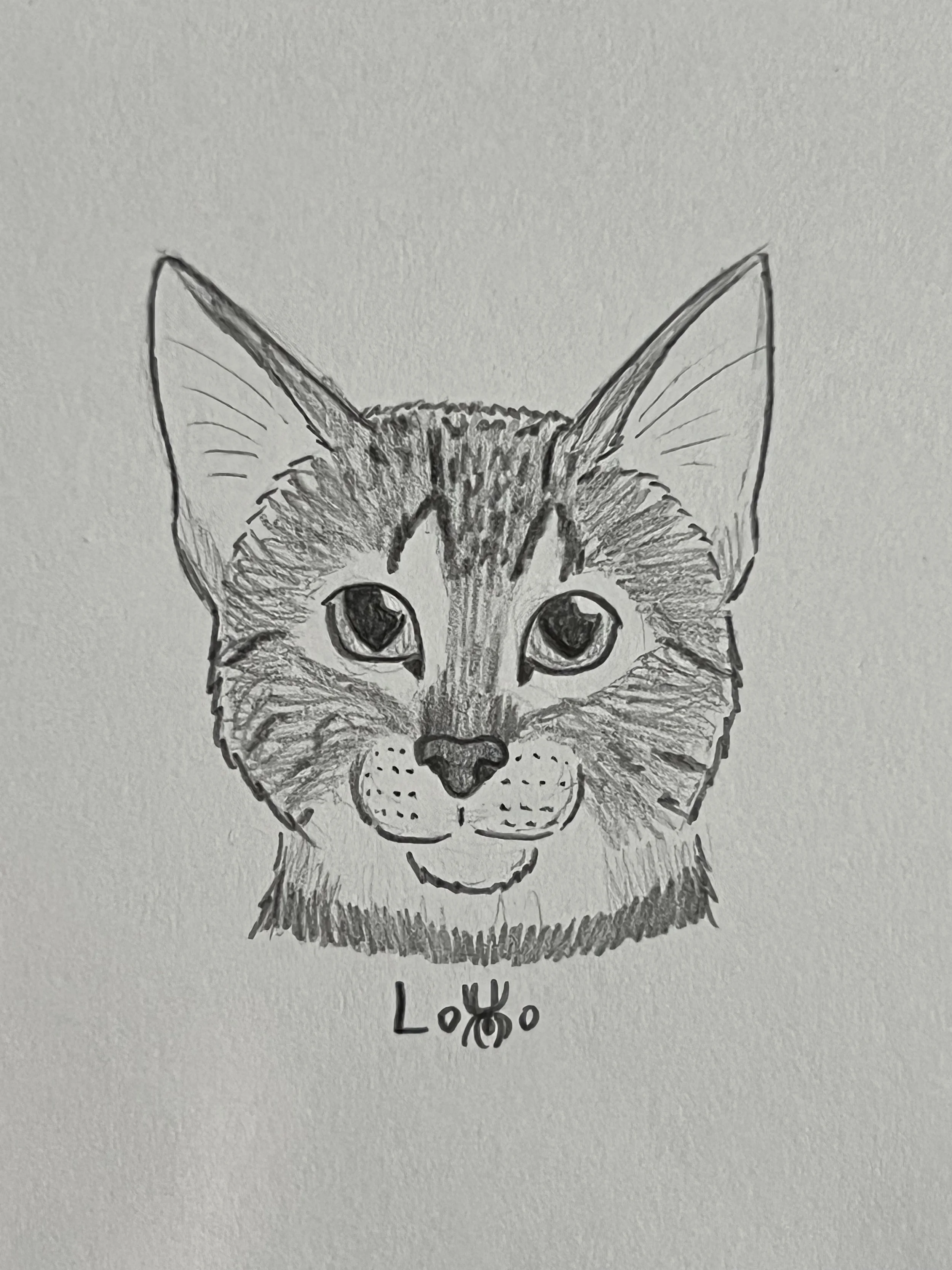 Bengal cat