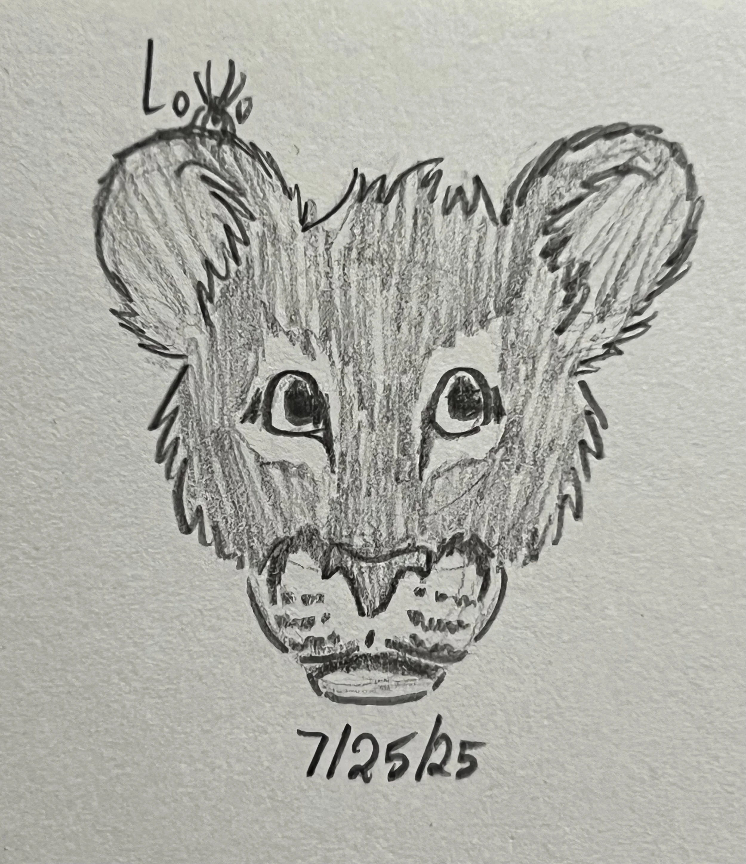 Lion cub