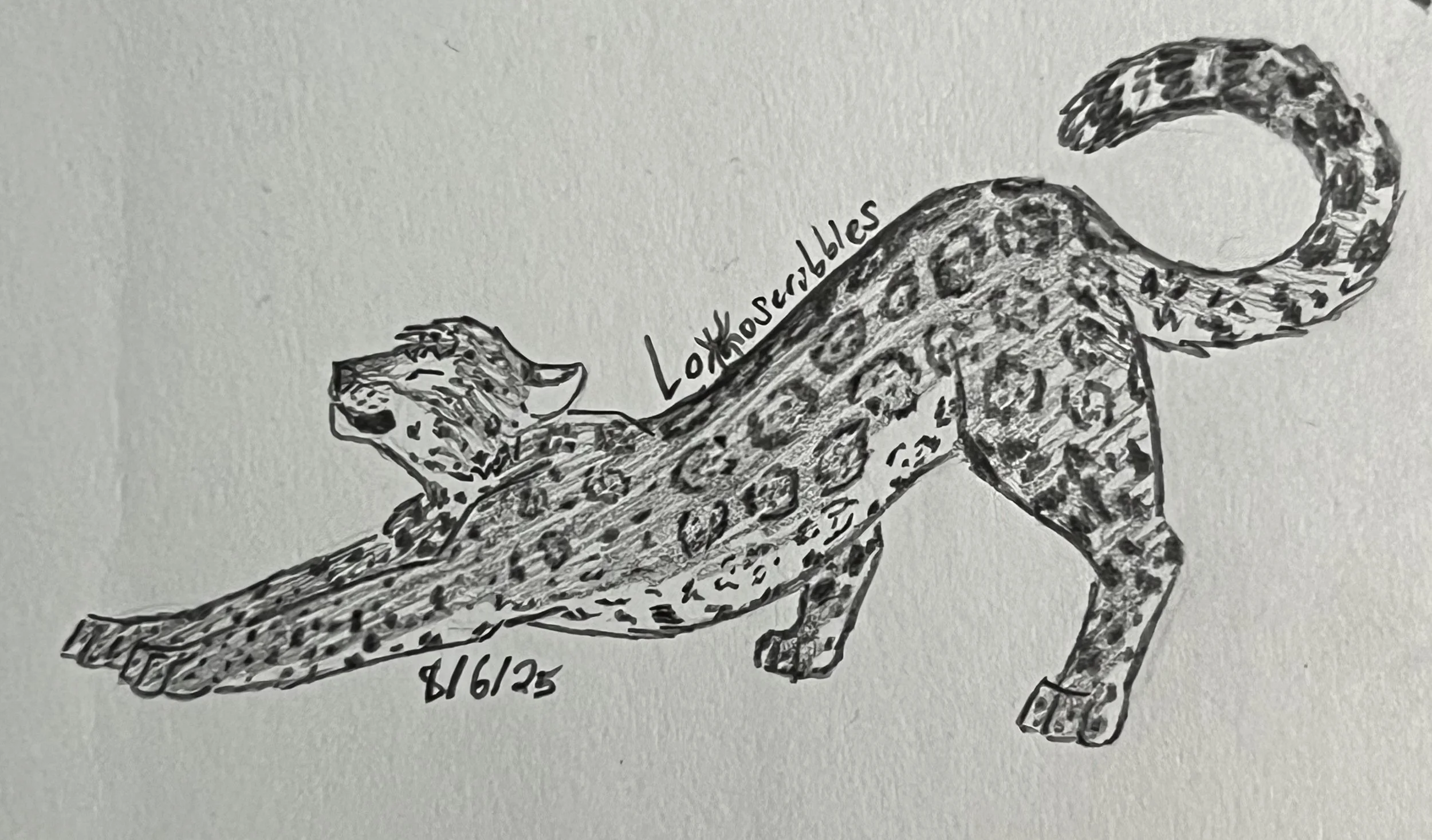 Stretching jaguar