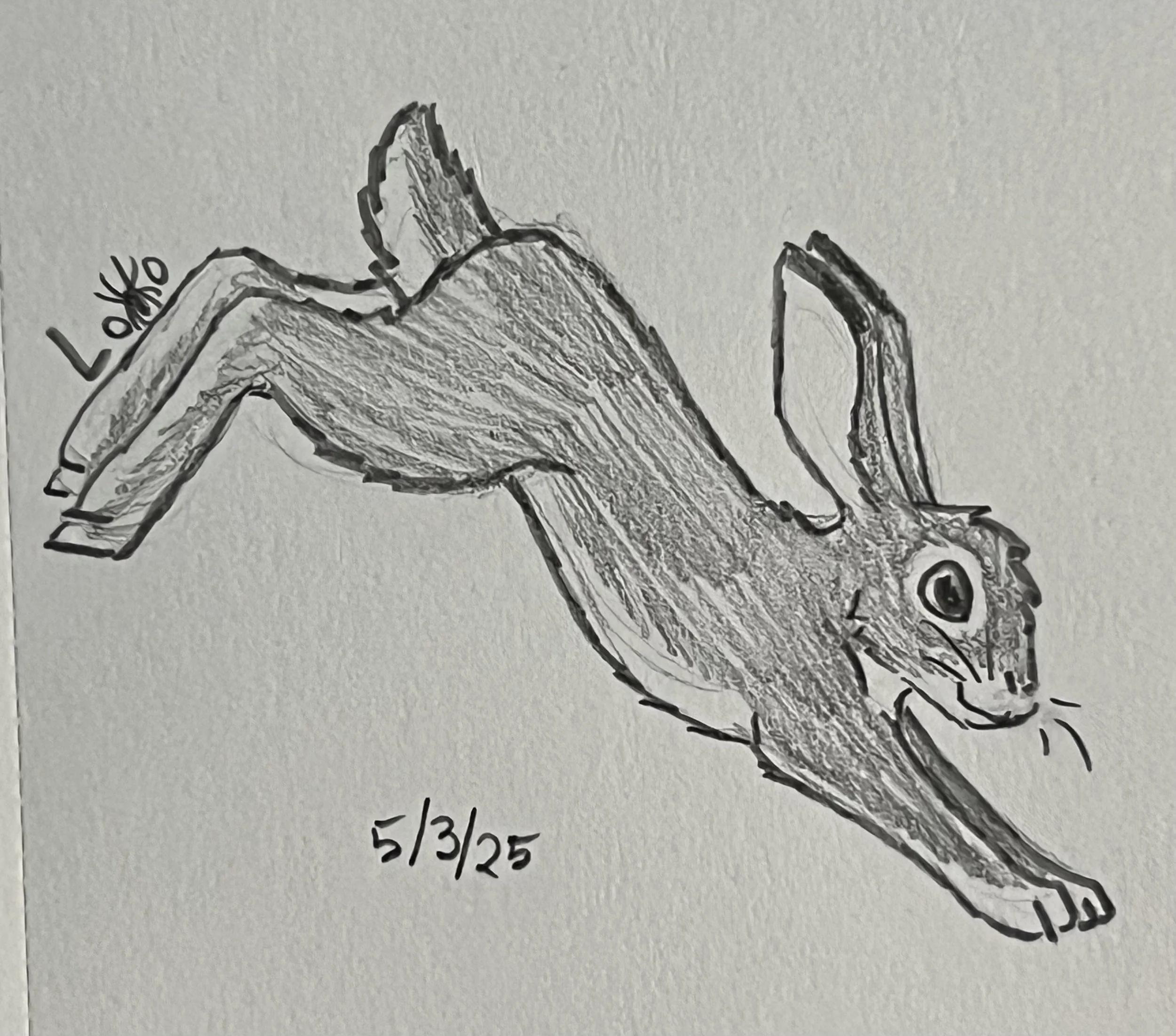 Rabbit