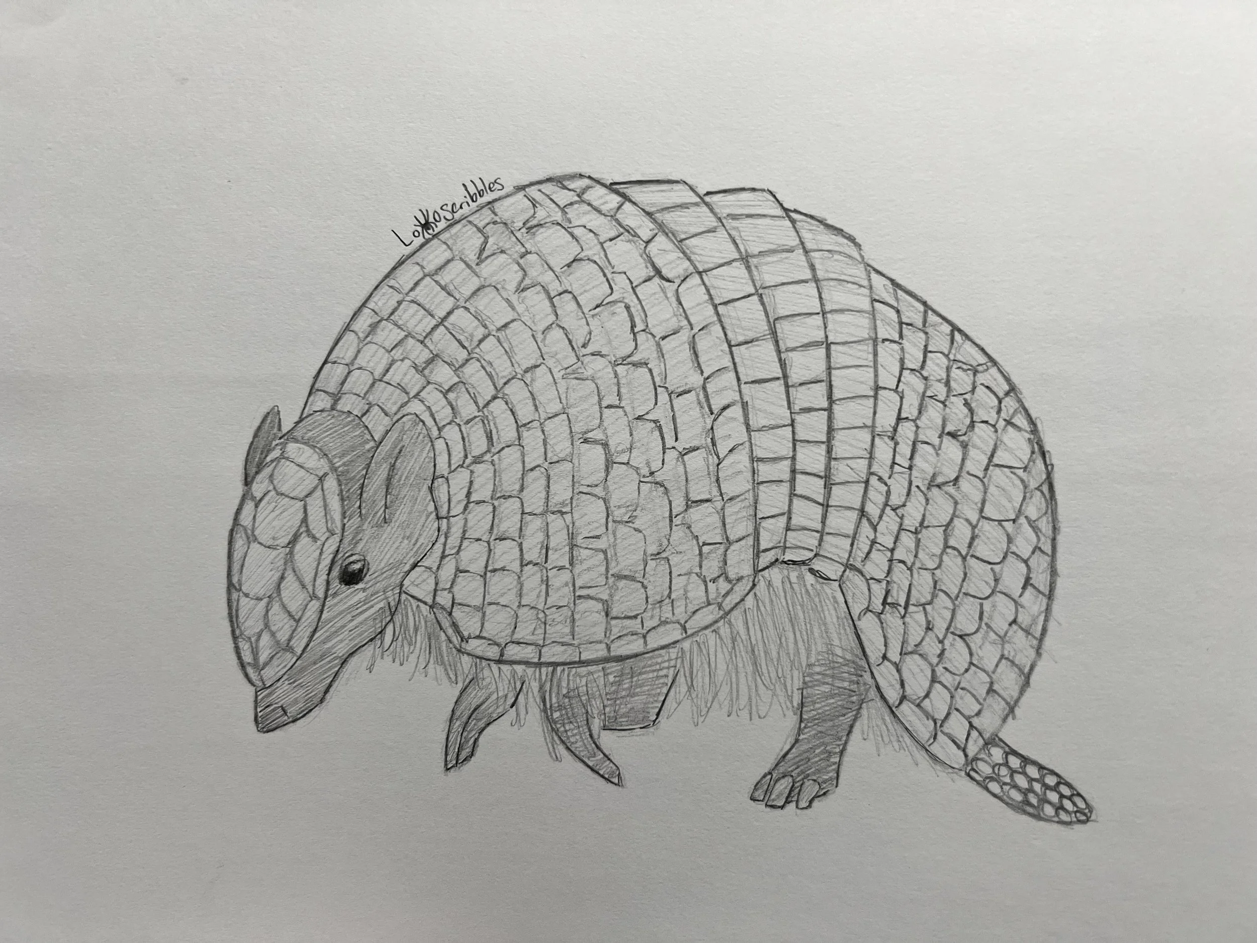 Three-banded armadillo