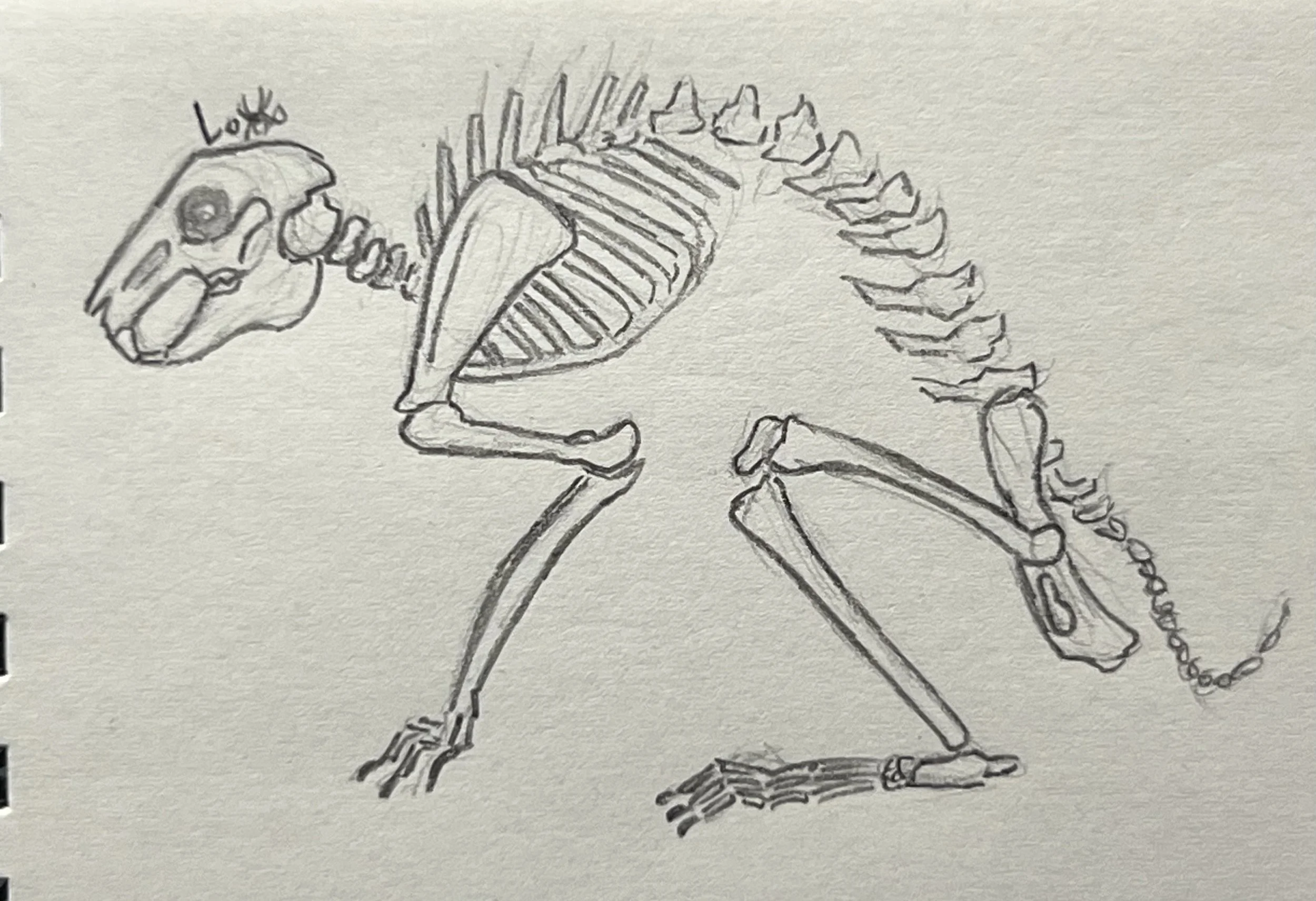 Rabbit skeleton