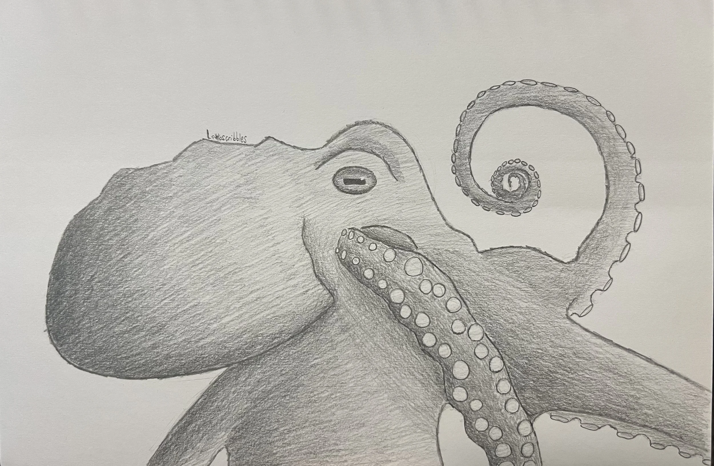 Pacific giant octopus