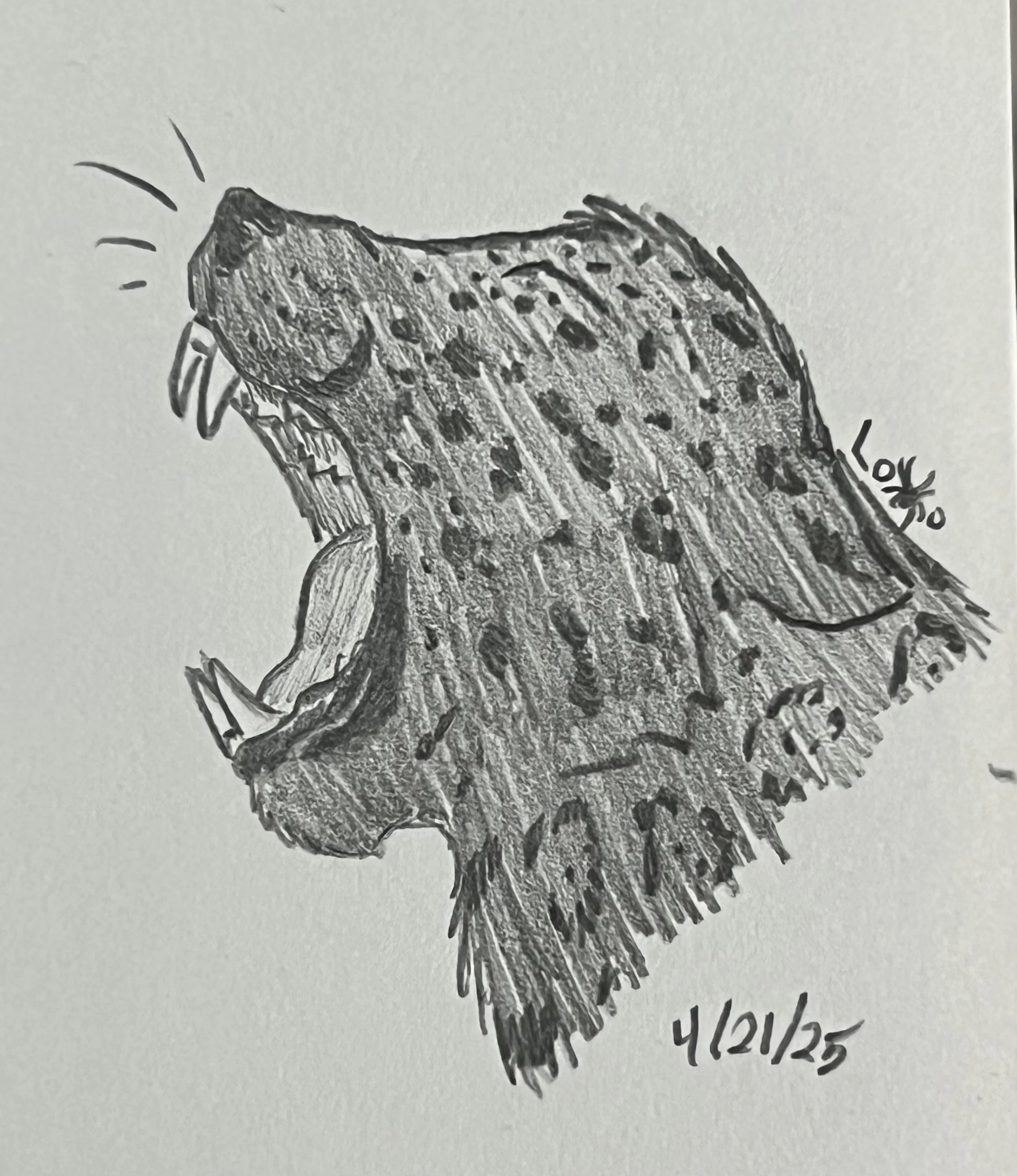 Yawning melanistic jaguar