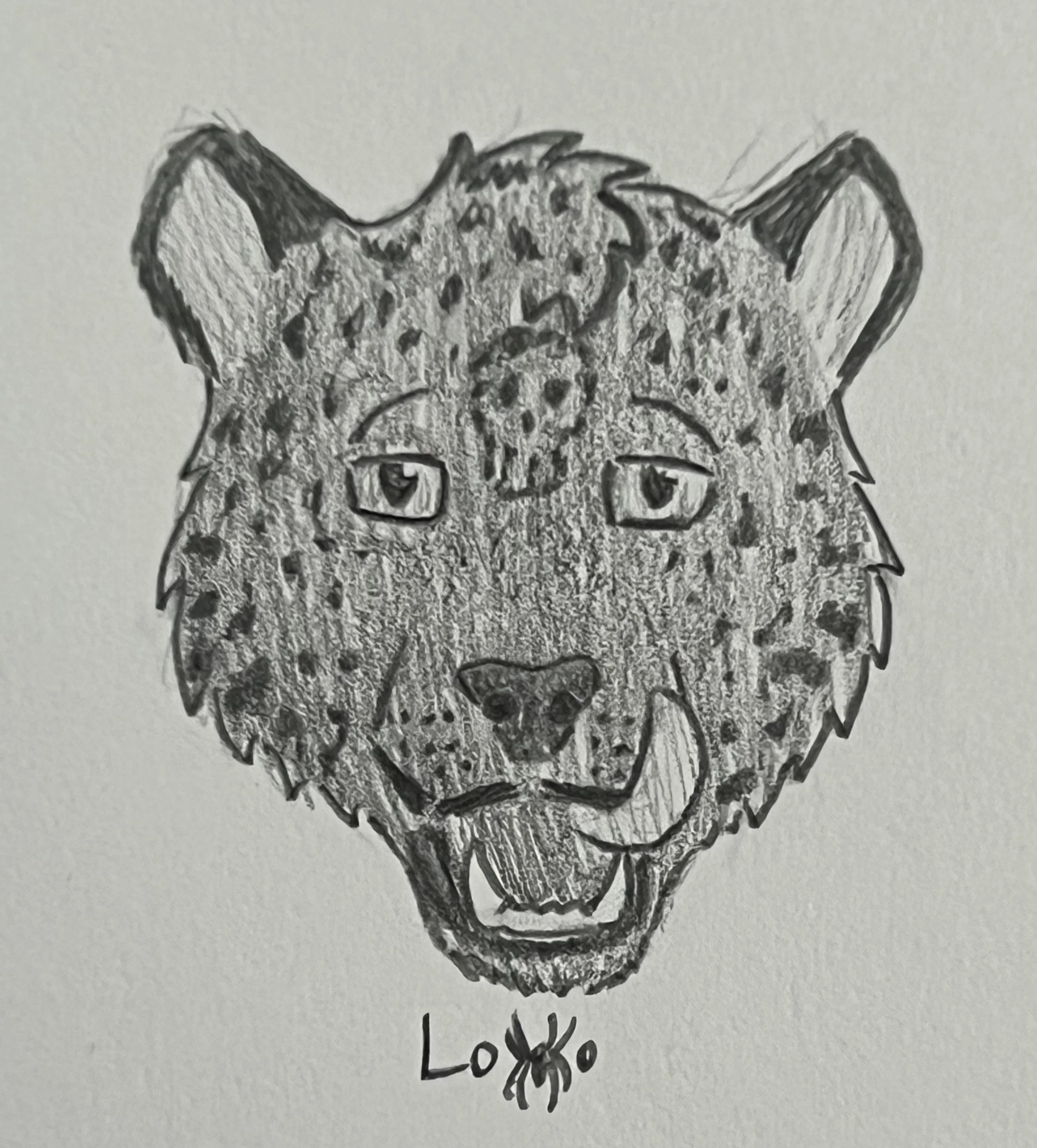 Melanistic jaguar licking his lips