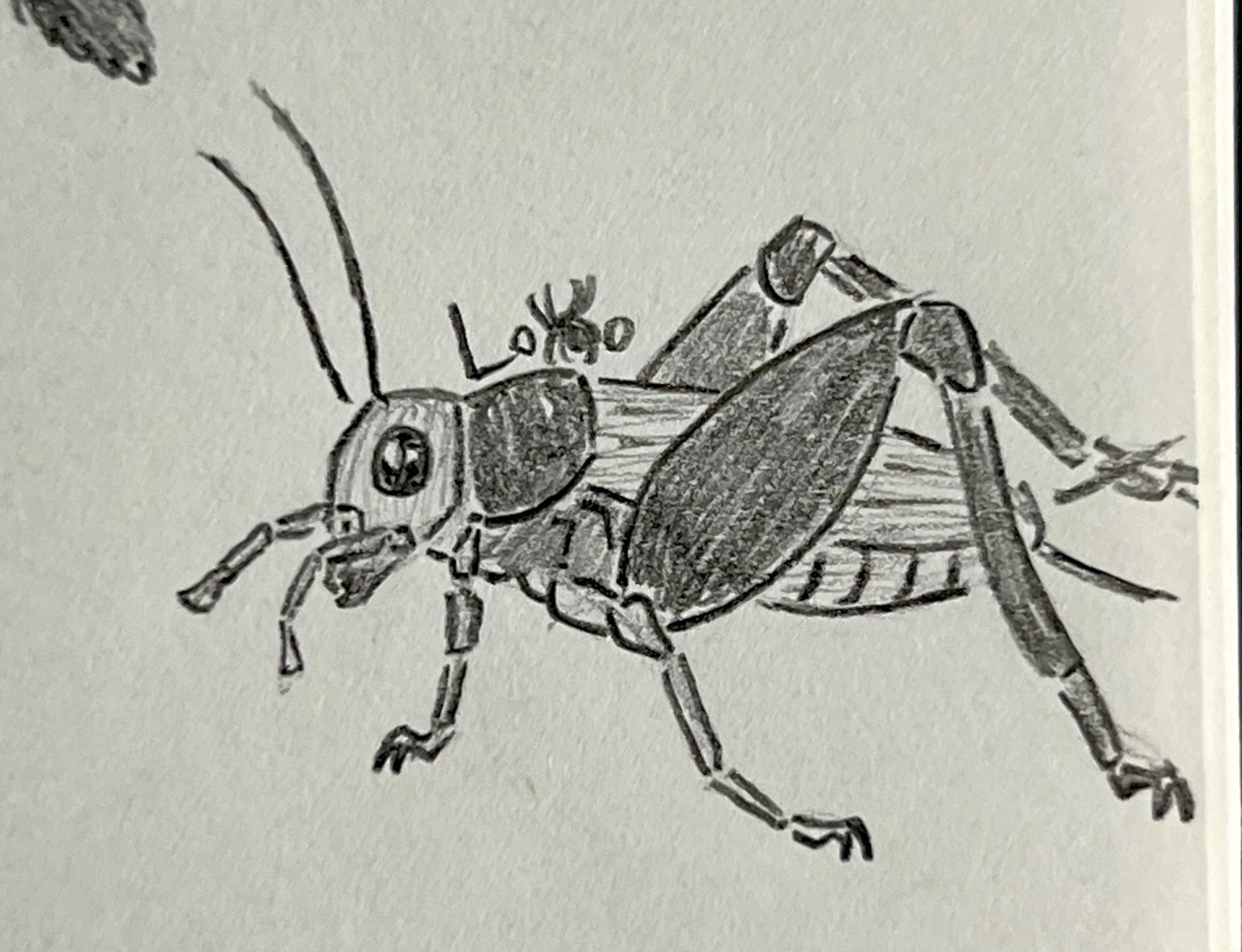 European field cricket