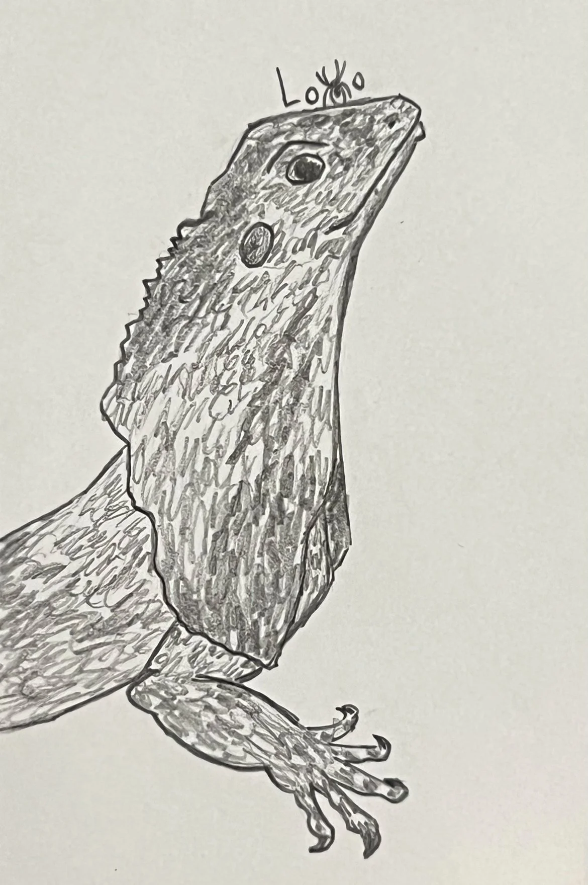 Frilled lizard