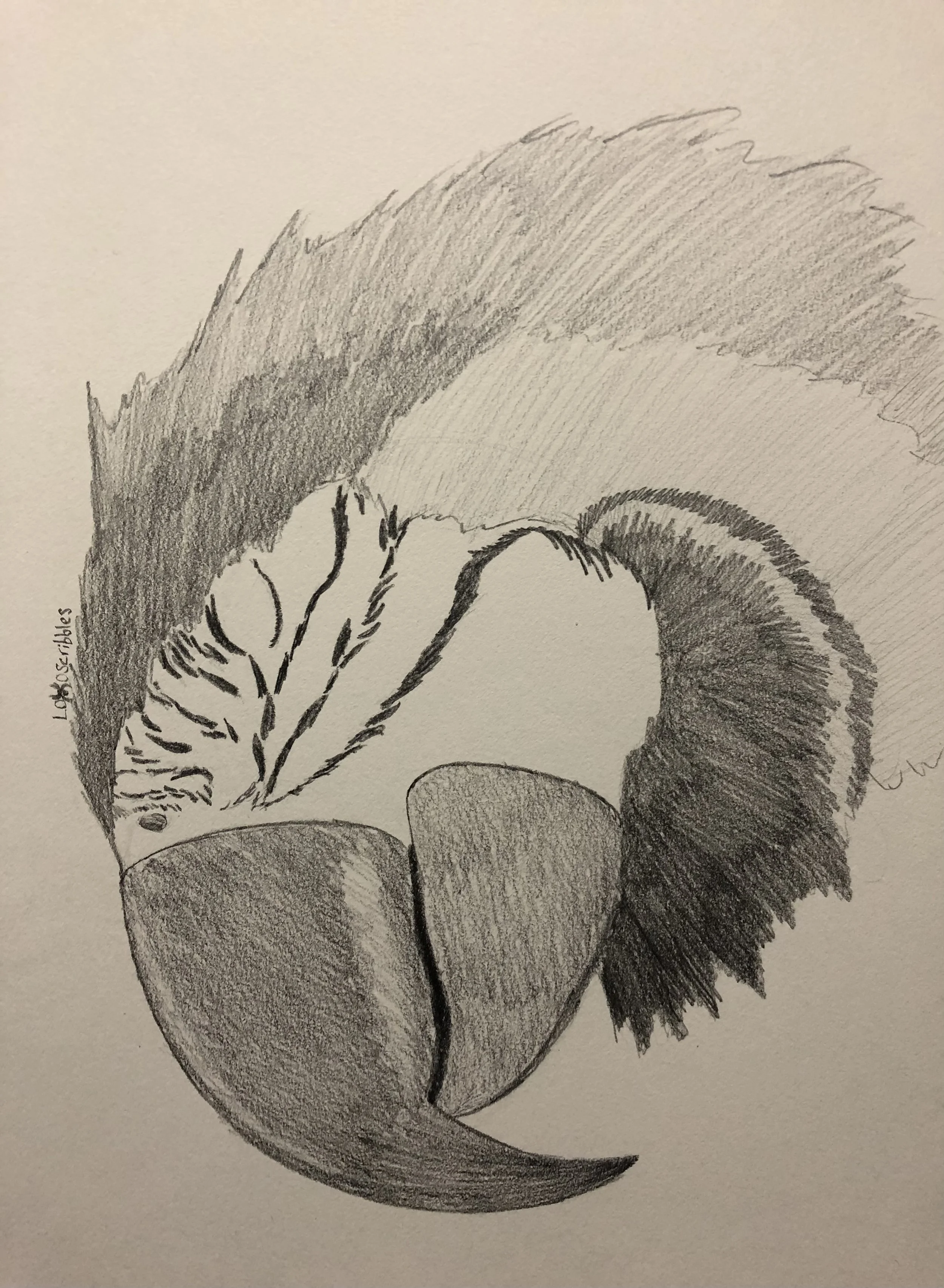 Blue and gold macaw with eyes closed