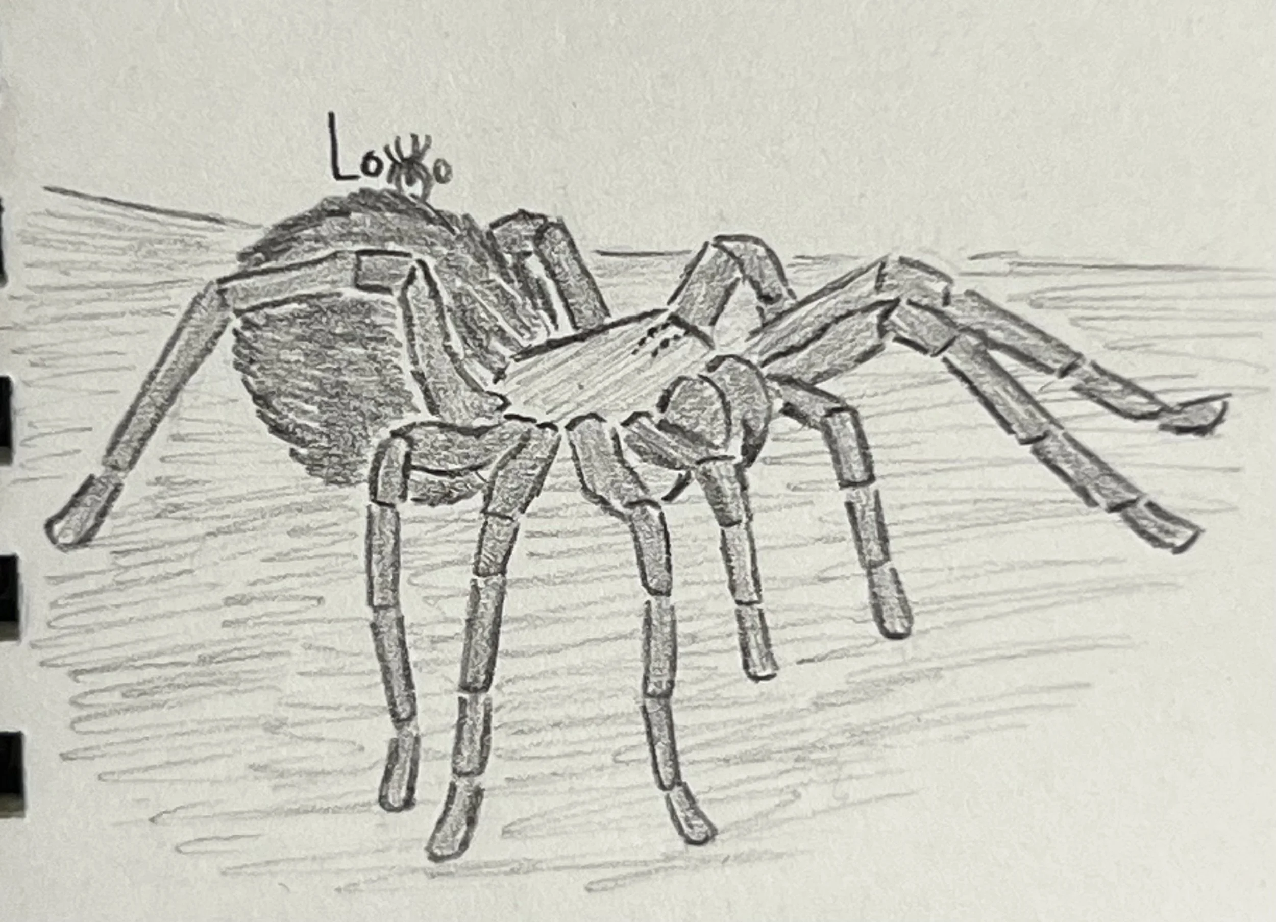 Goliath bird-eating tarantula