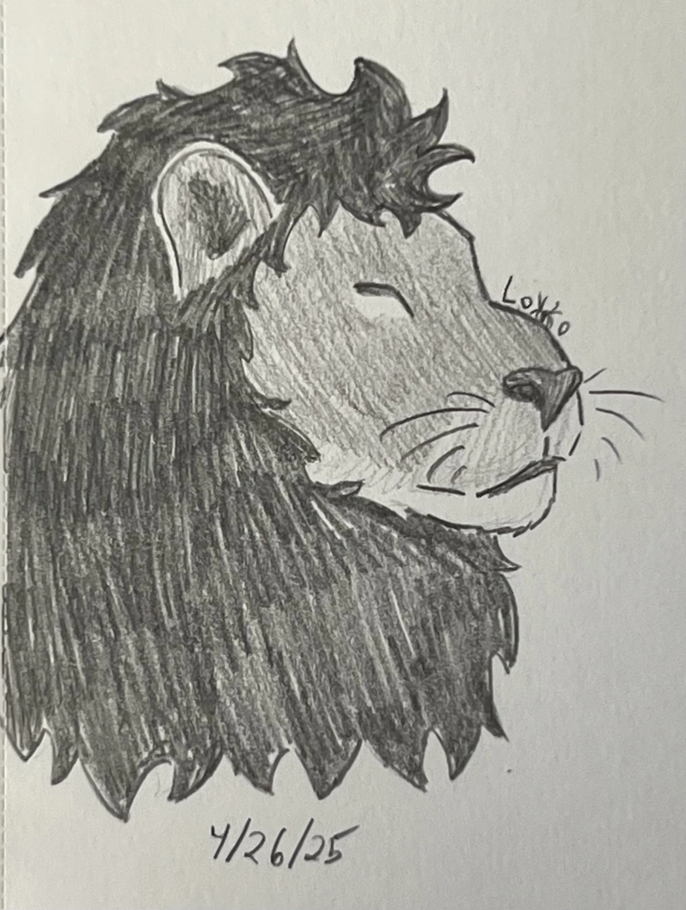 African lion