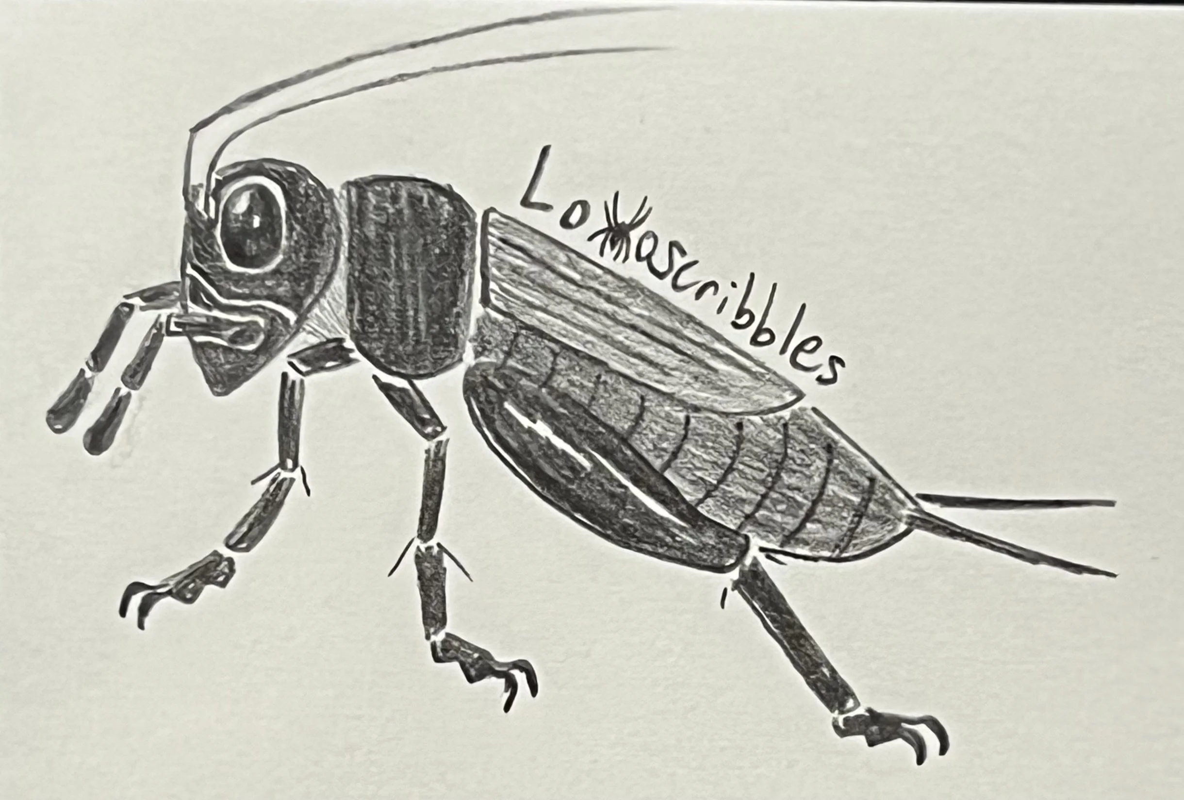 European field cricket