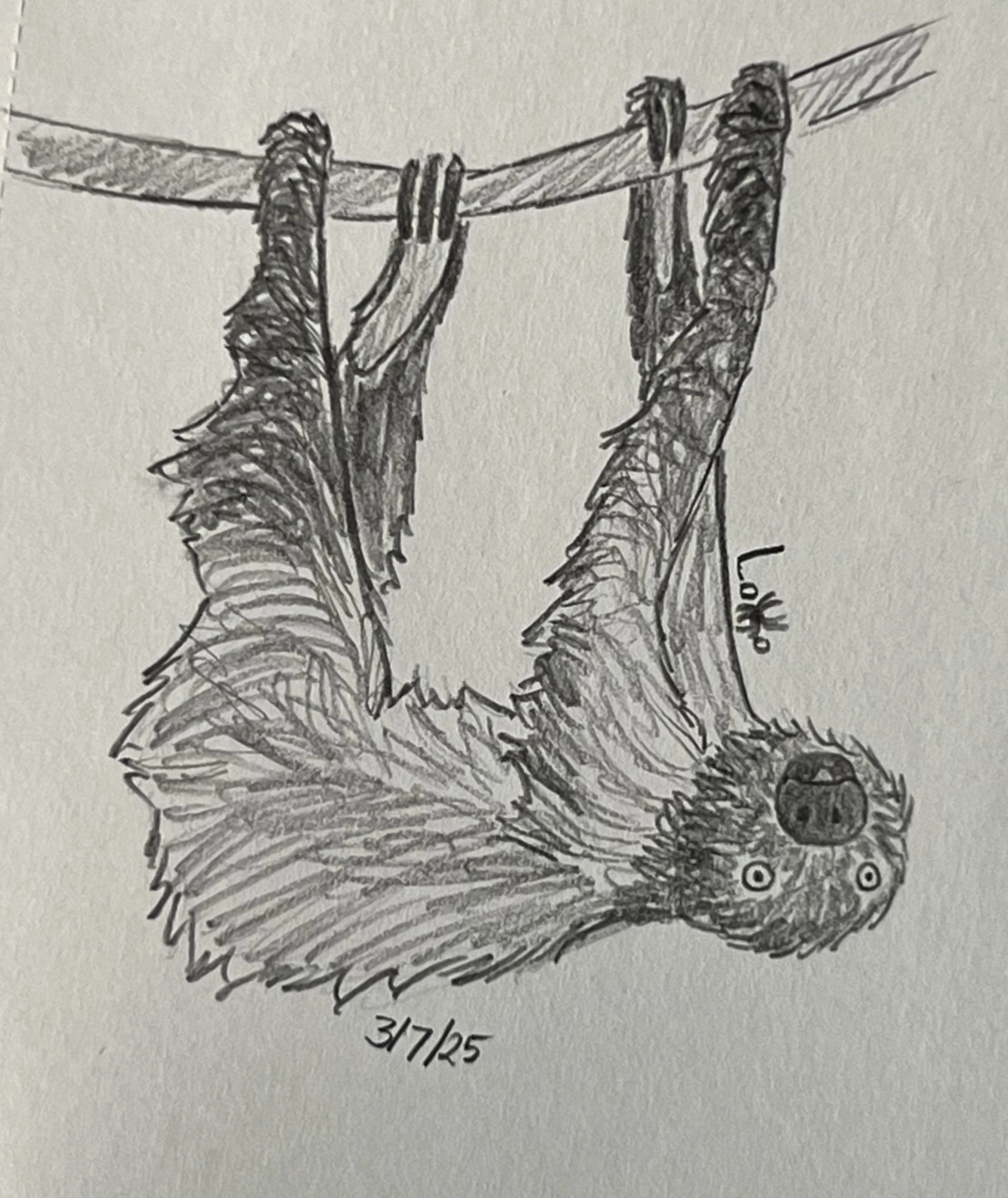 Two-toed sloth