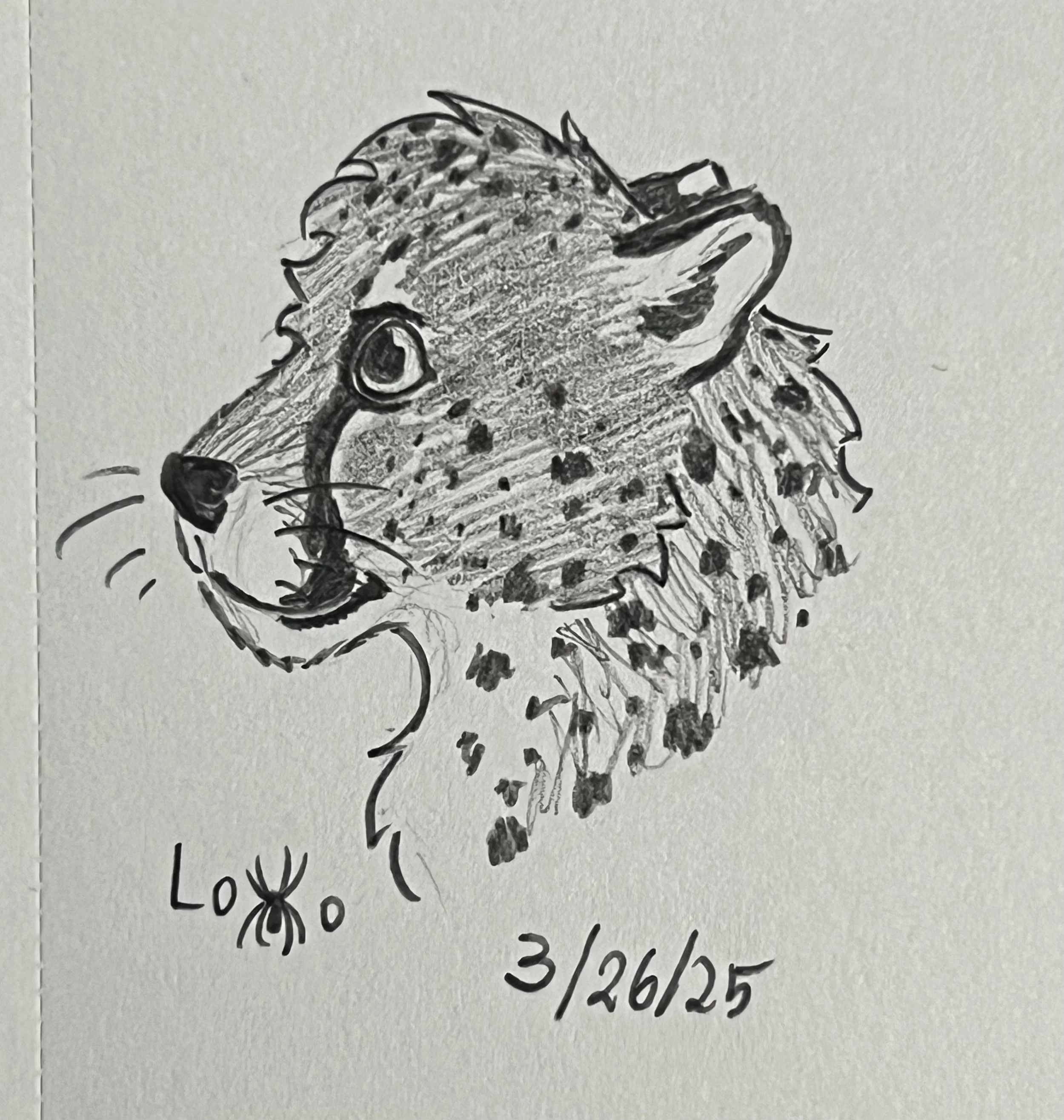 Cheetah