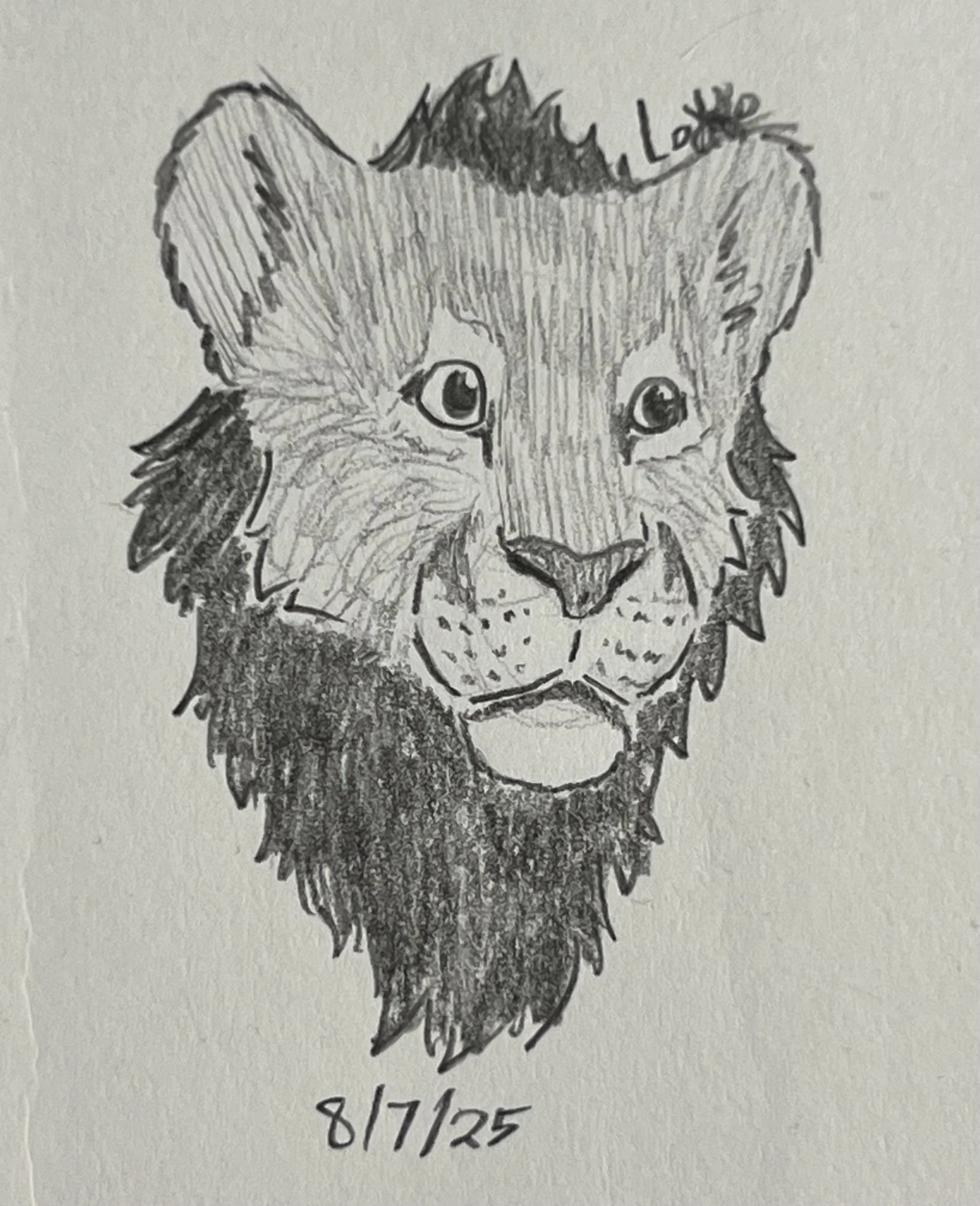 Teenage African lion