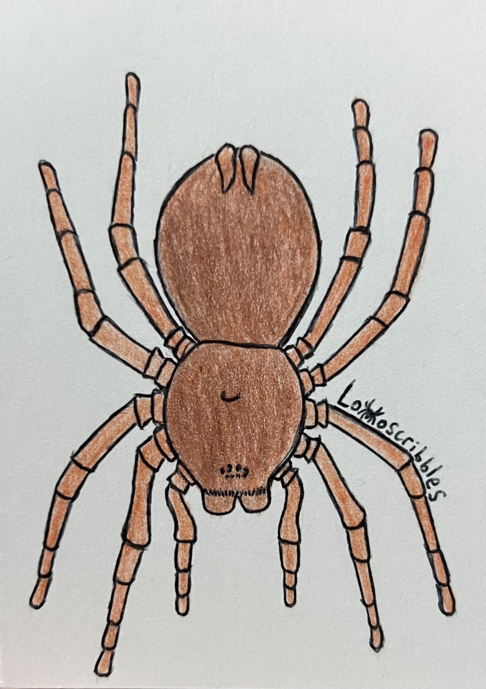 Colored pencil drawing of a Goliath bird-eating tarantula