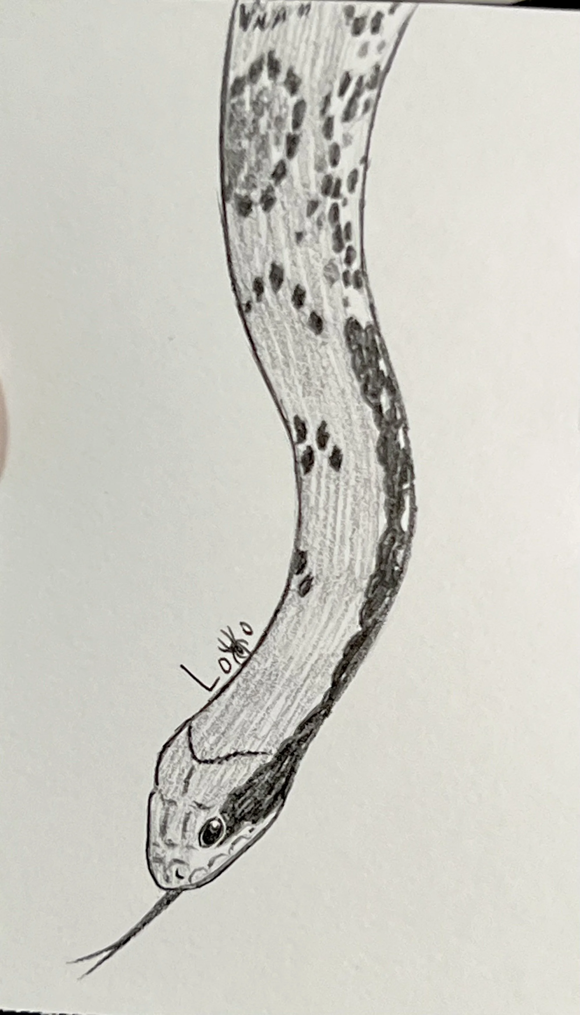 False water cobra
